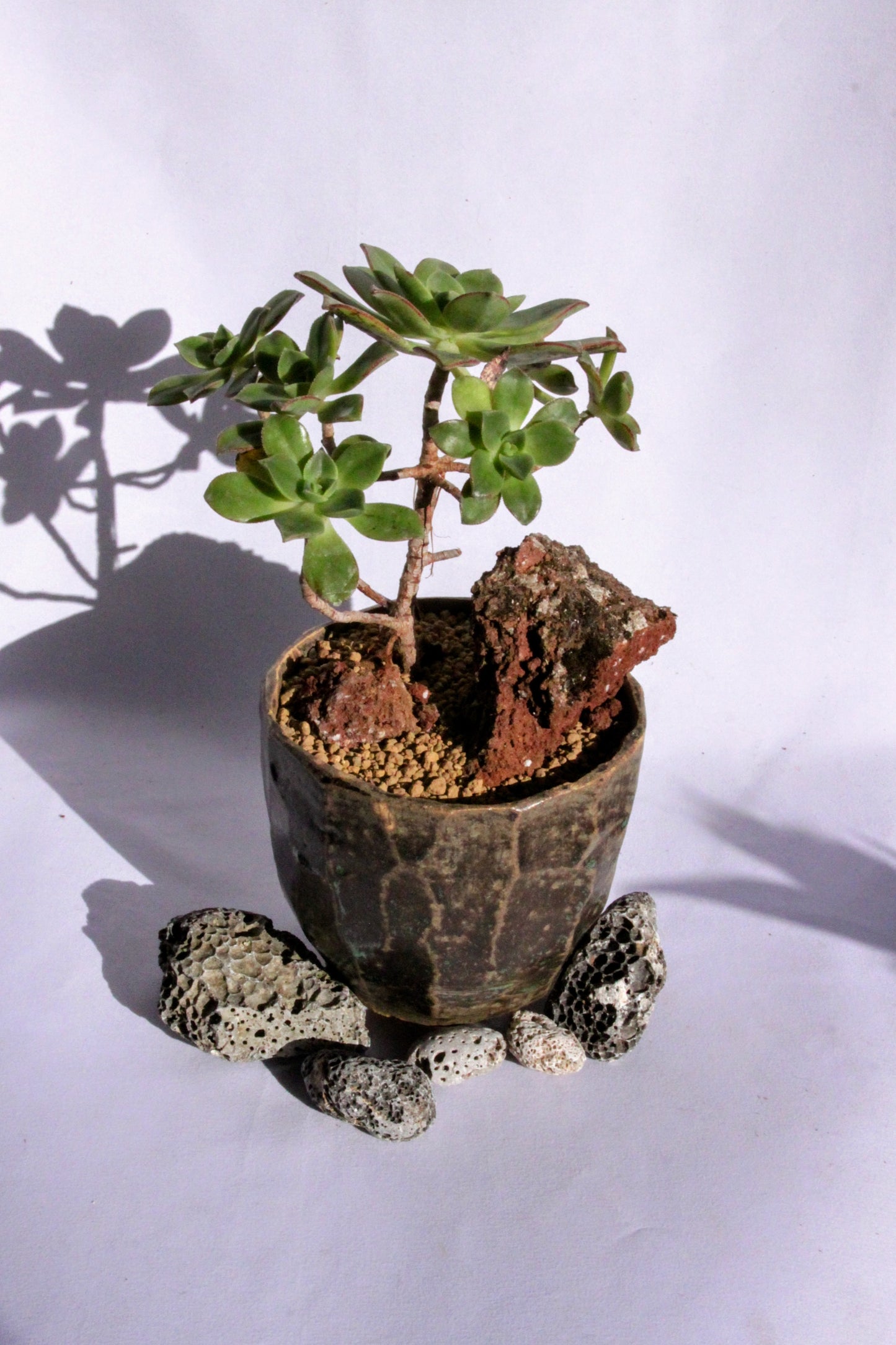 Aeonium Haworthii ‘Kiwi’ with Lava Rock