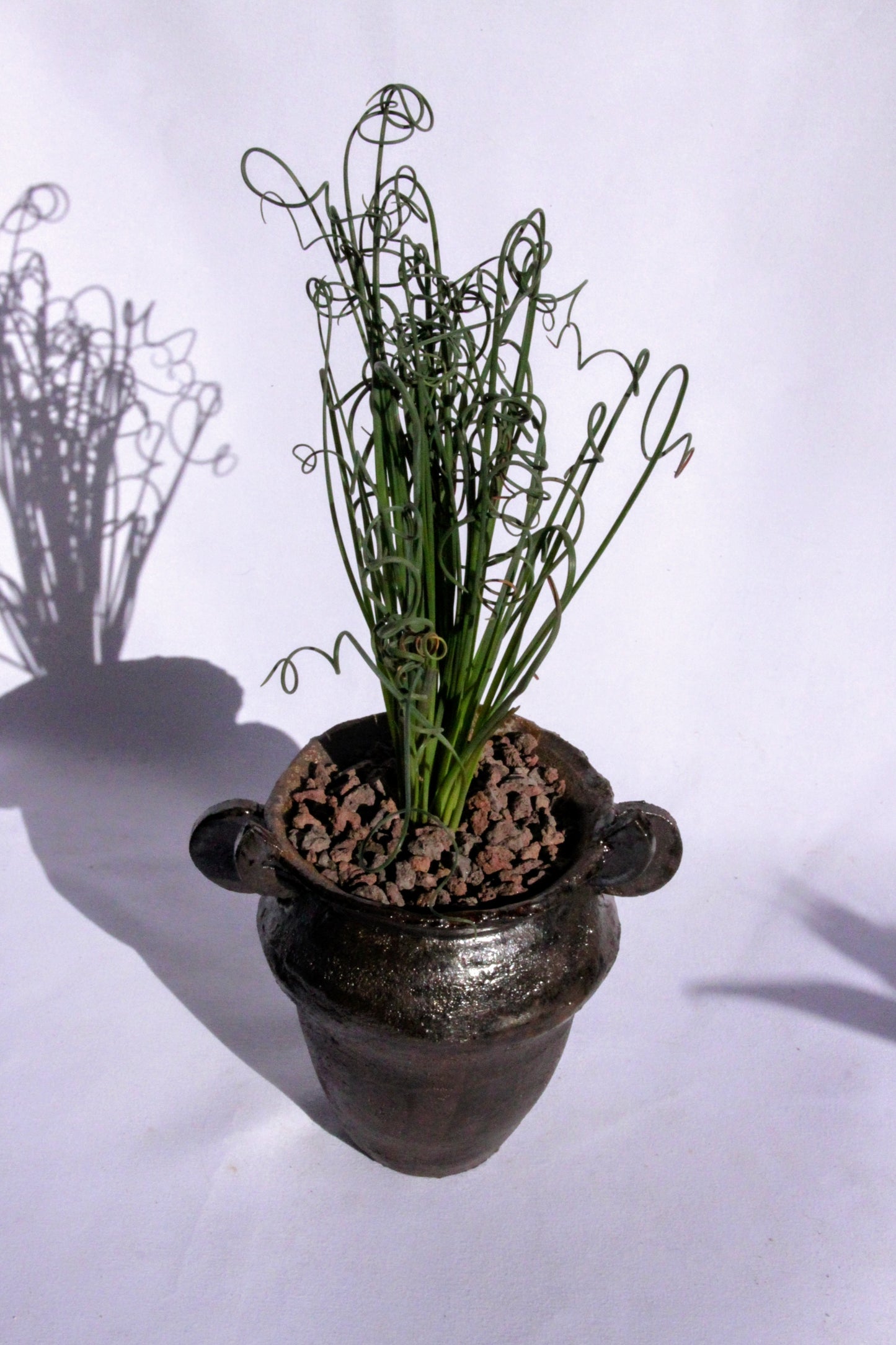 Albuca Spiralis