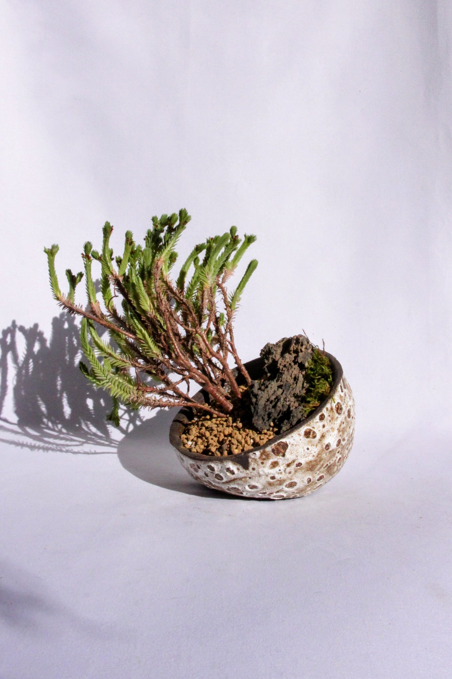 Crasula Ericoides with Dragon Stone
