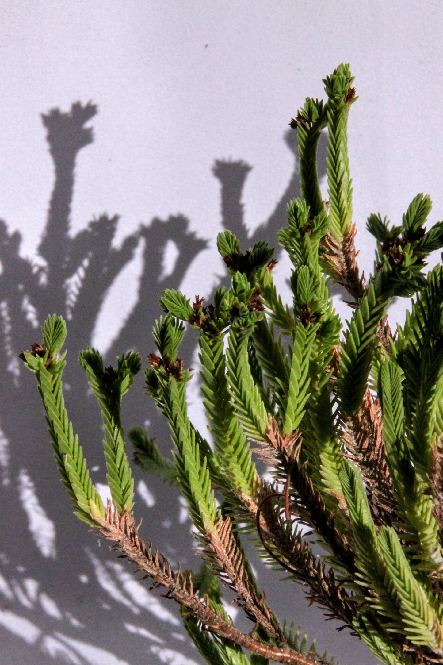 Crasula Ericoides with Dragon Stone