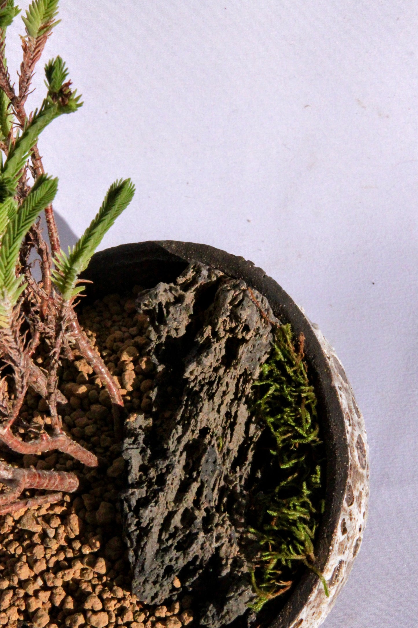 Crasula Ericoides with Dragon Stone