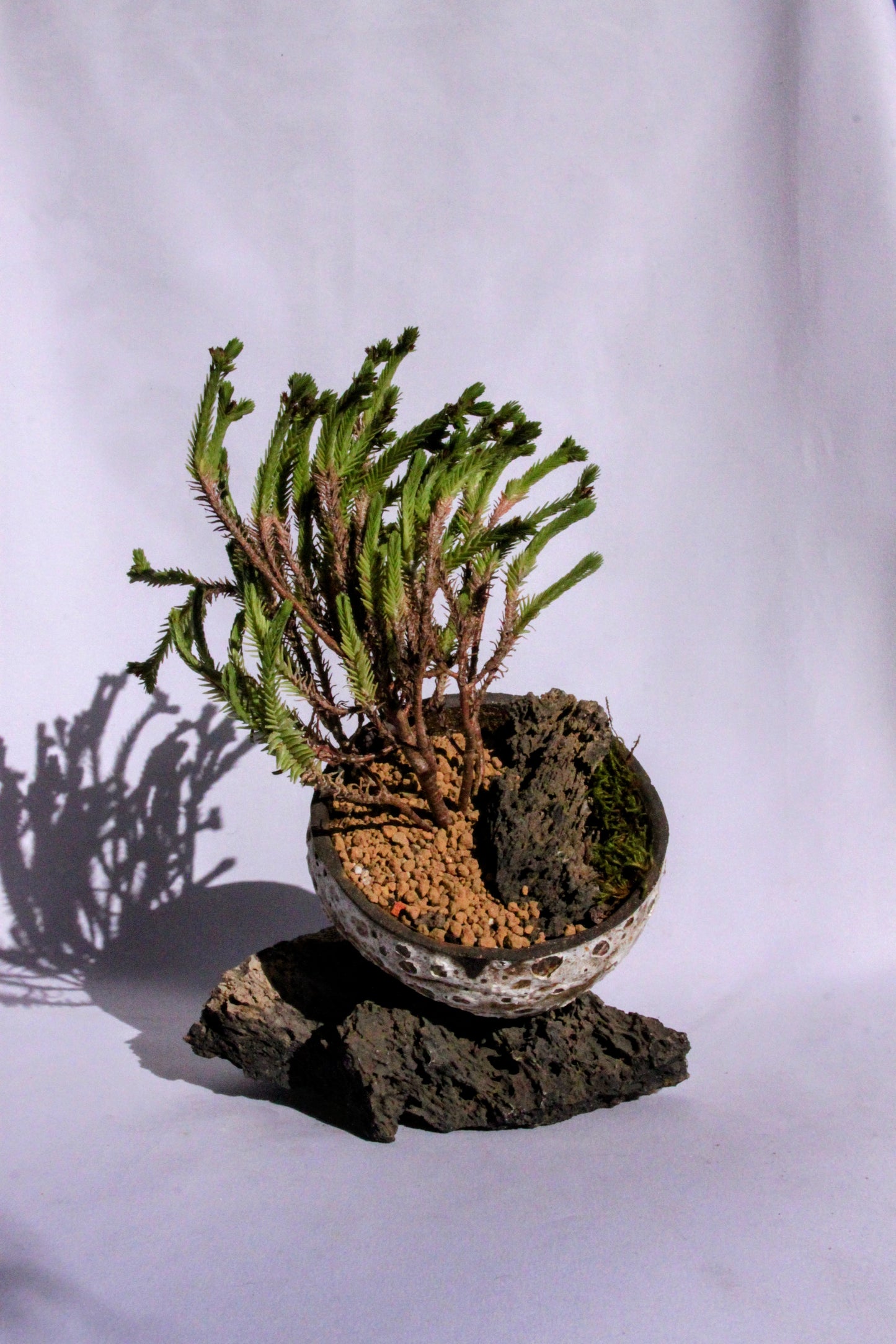 Crasula Ericoides with Dragon Stone