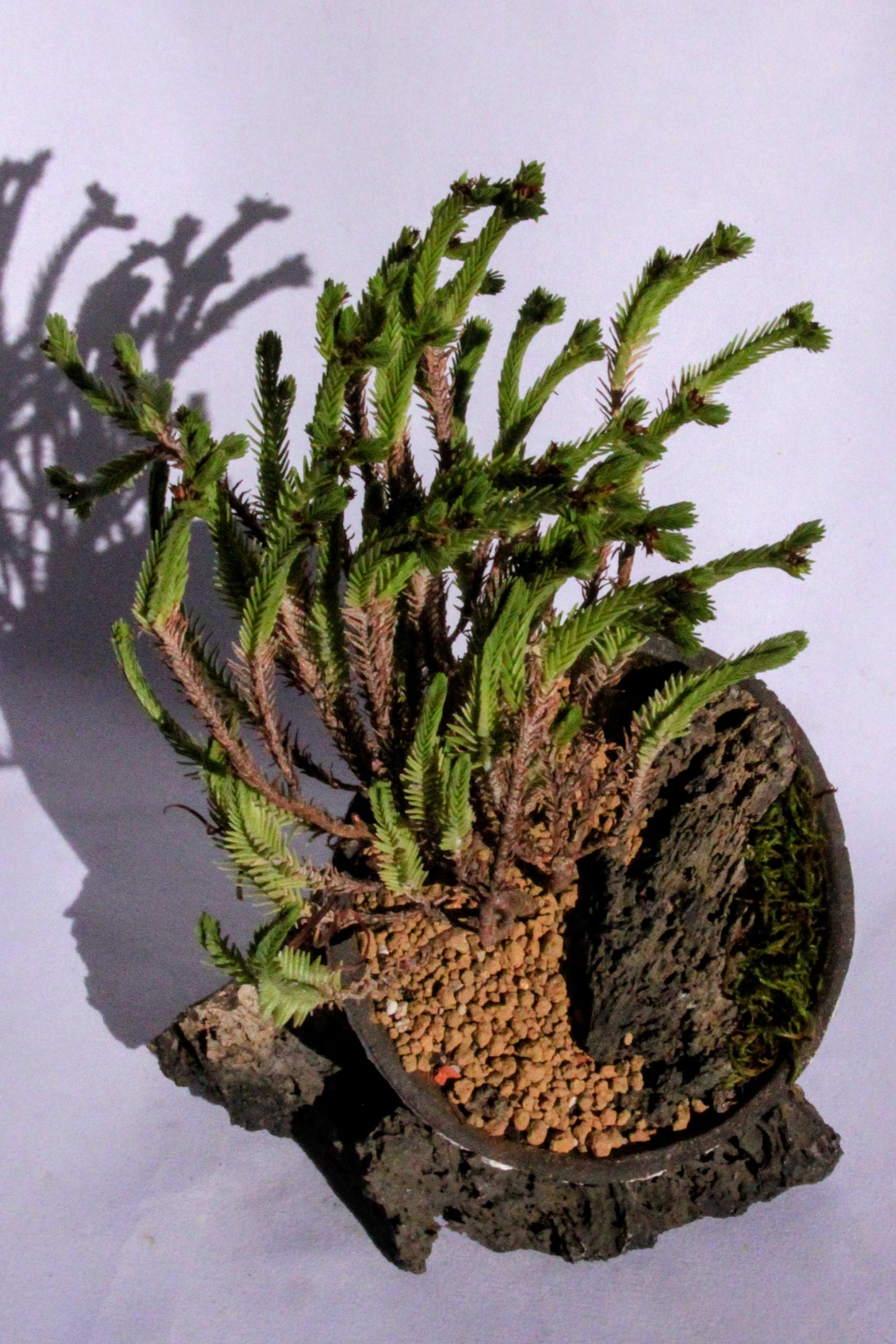 Crasula Ericoides with Dragon Stone