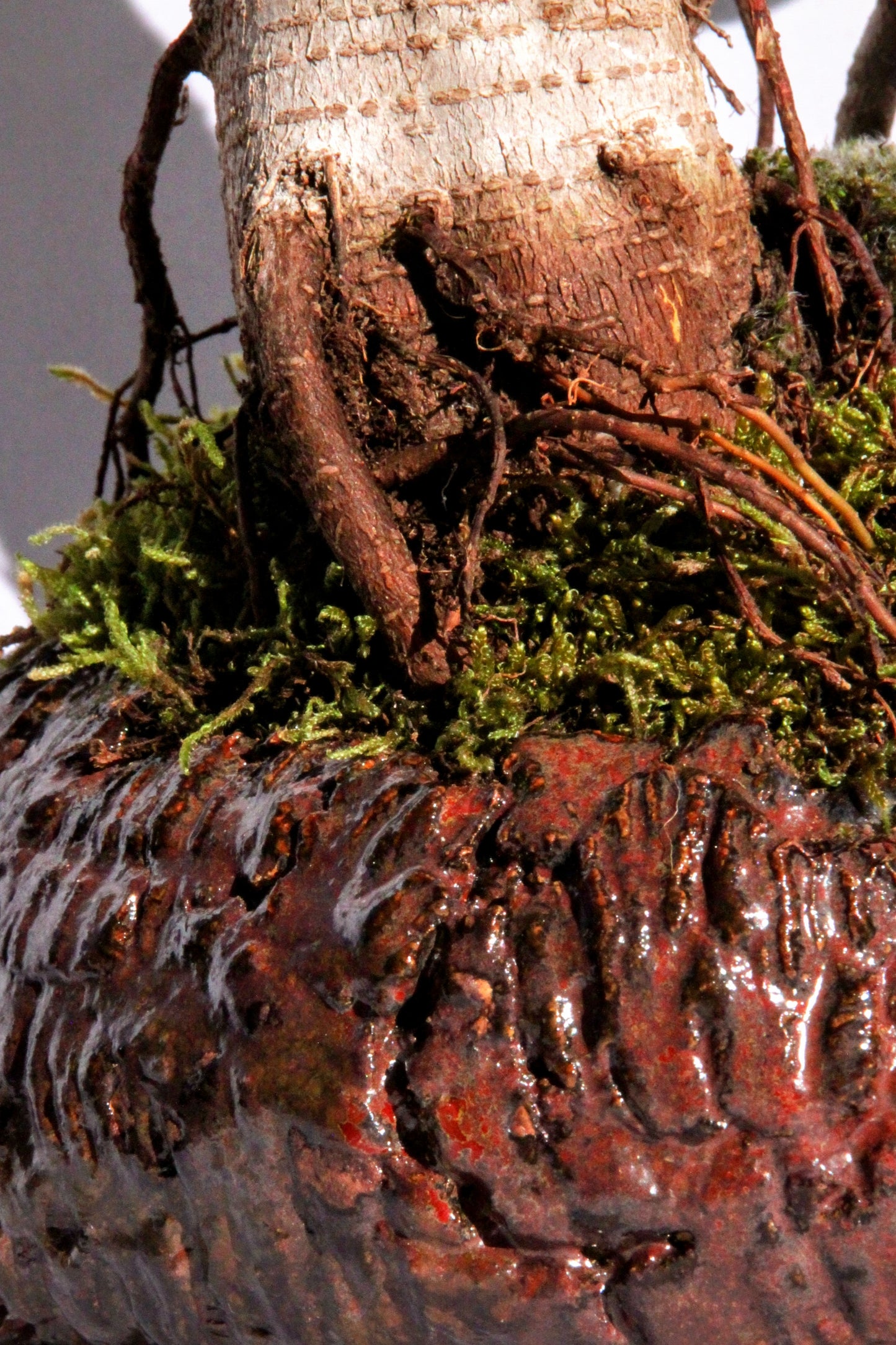 Bonsai Ficus Ginseng