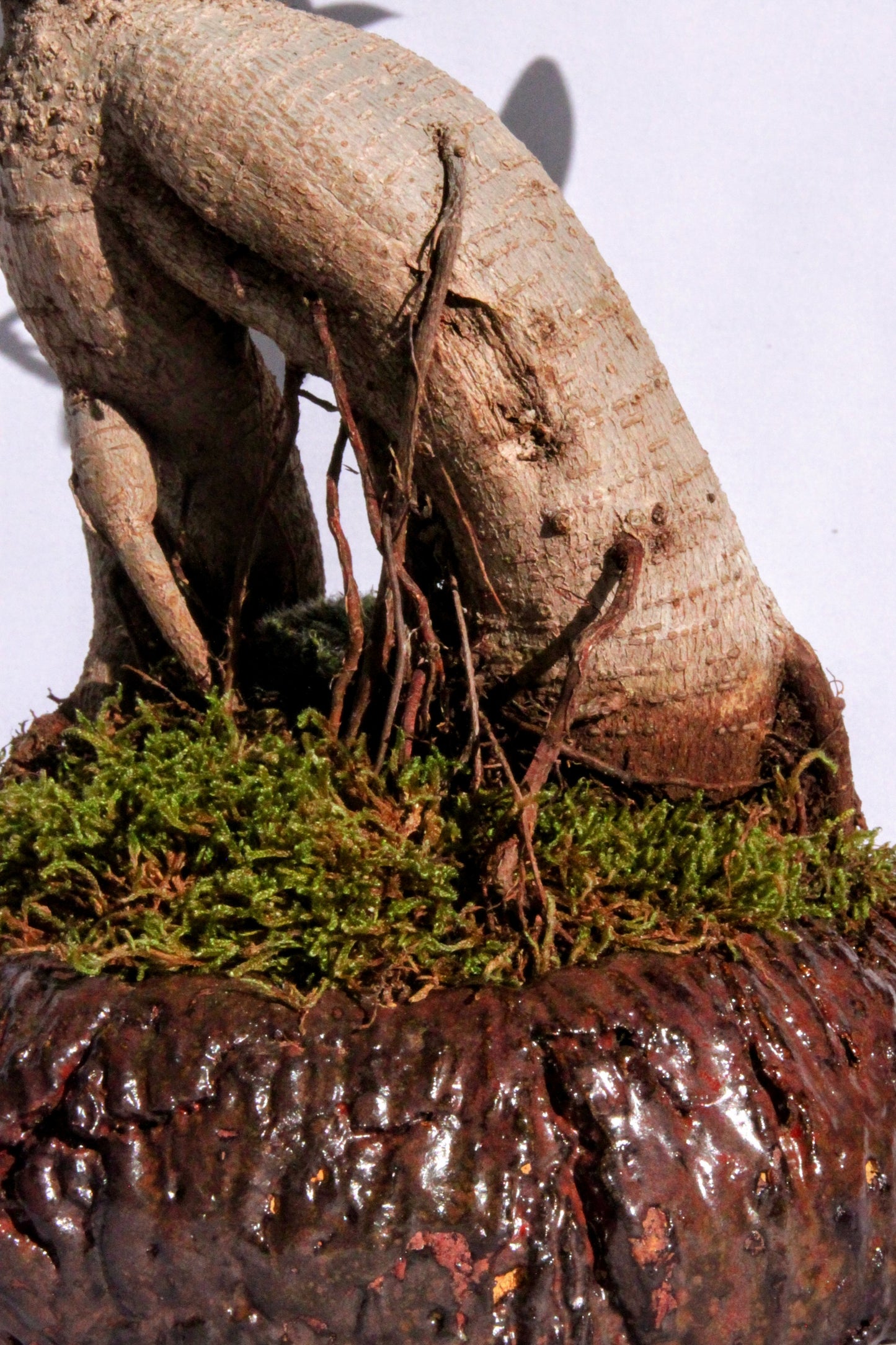 Bonsai Ficus Ginseng