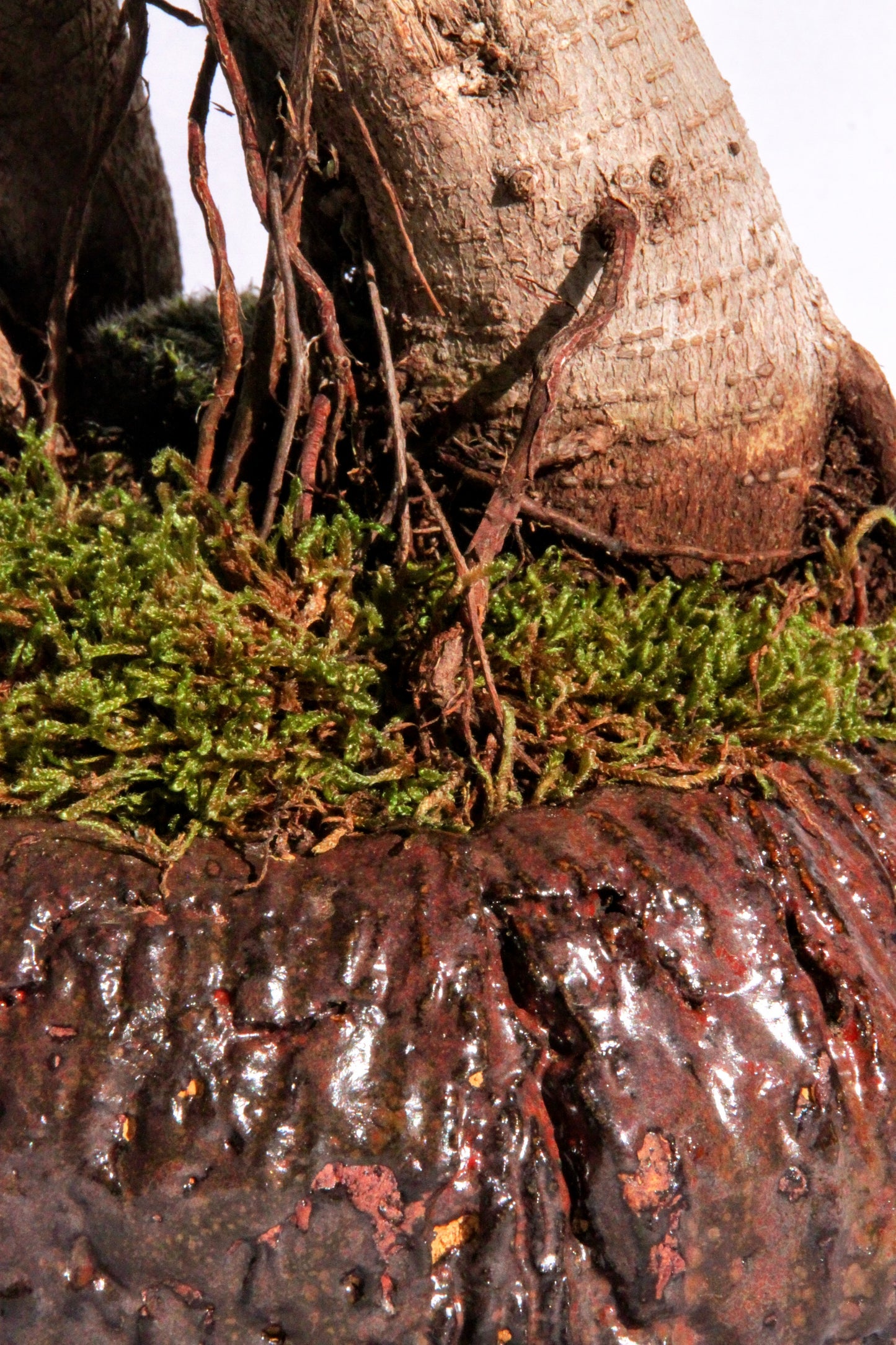 Bonsai Ficus Ginseng