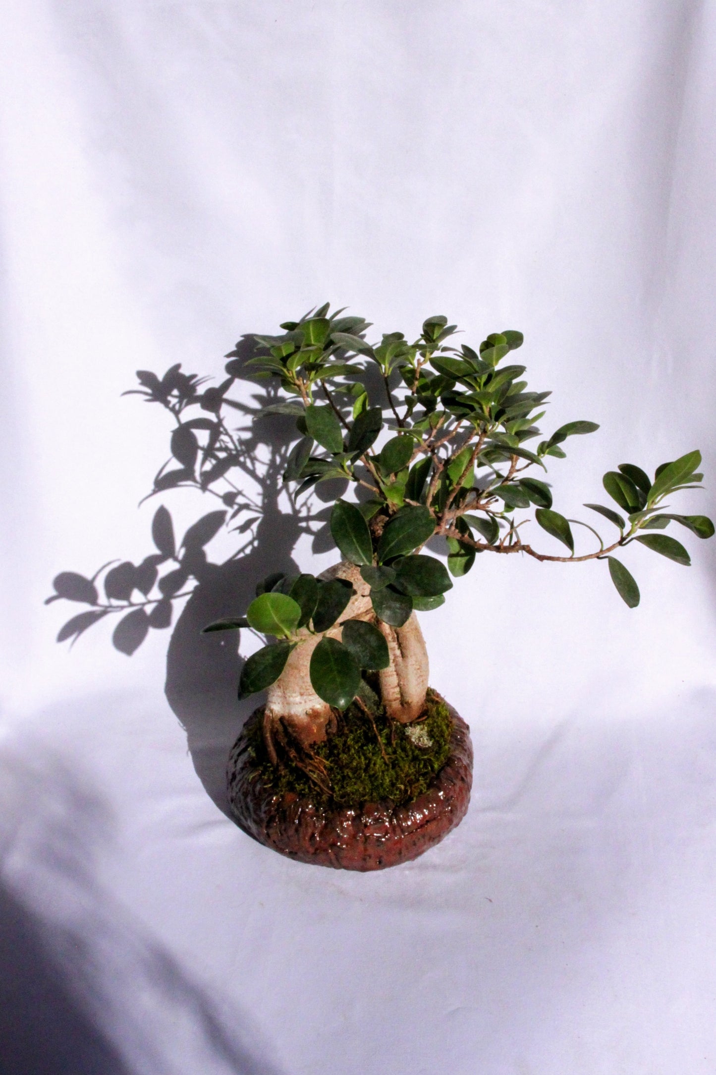 Bonsai Ficus Ginseng