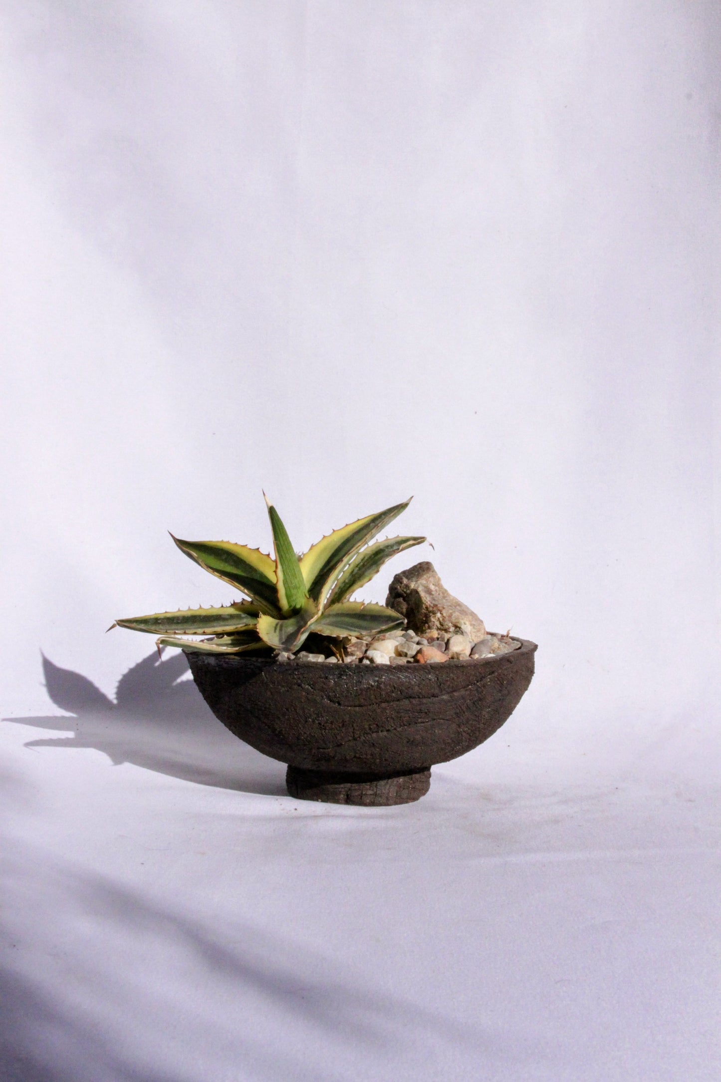 Agave Rock Garden