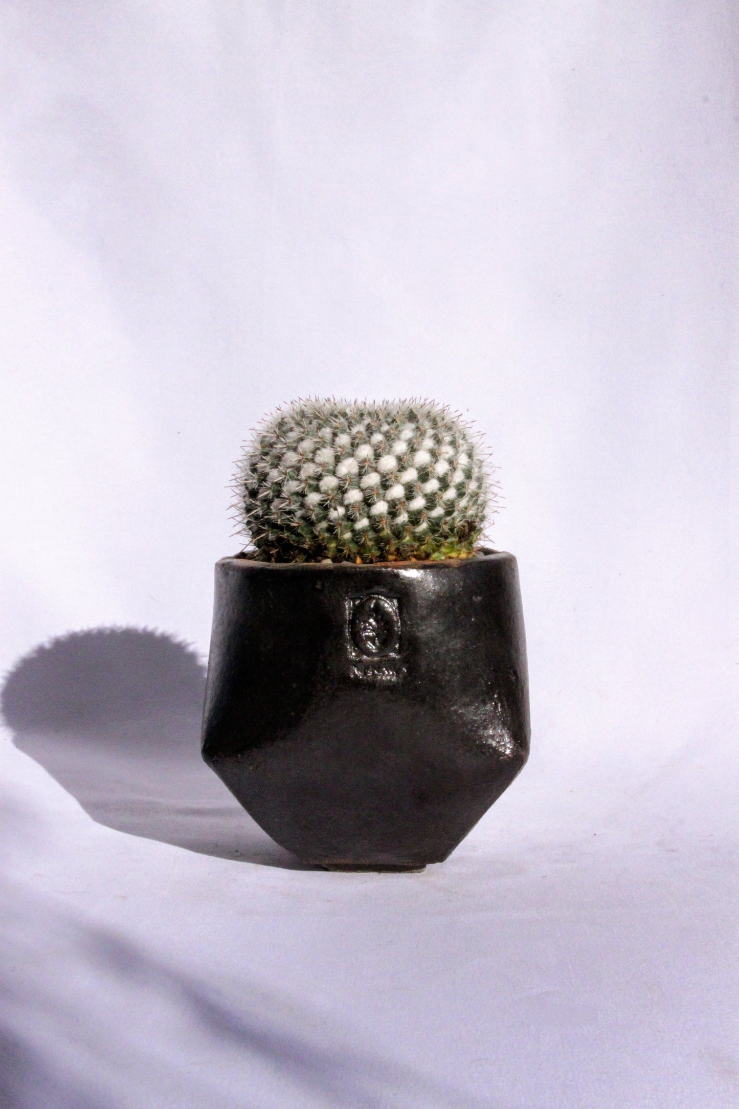 Mammillaria Superfina