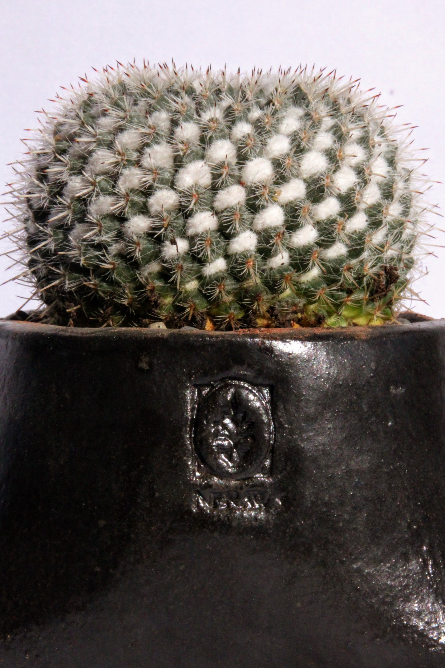 Mammillaria Superfina