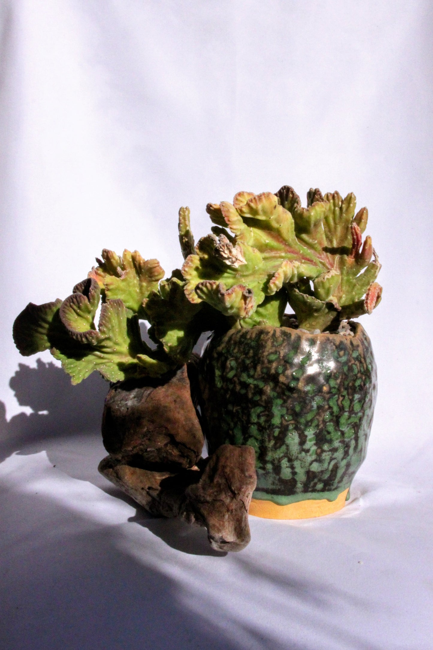 Stapelia Leendertziae Cristata