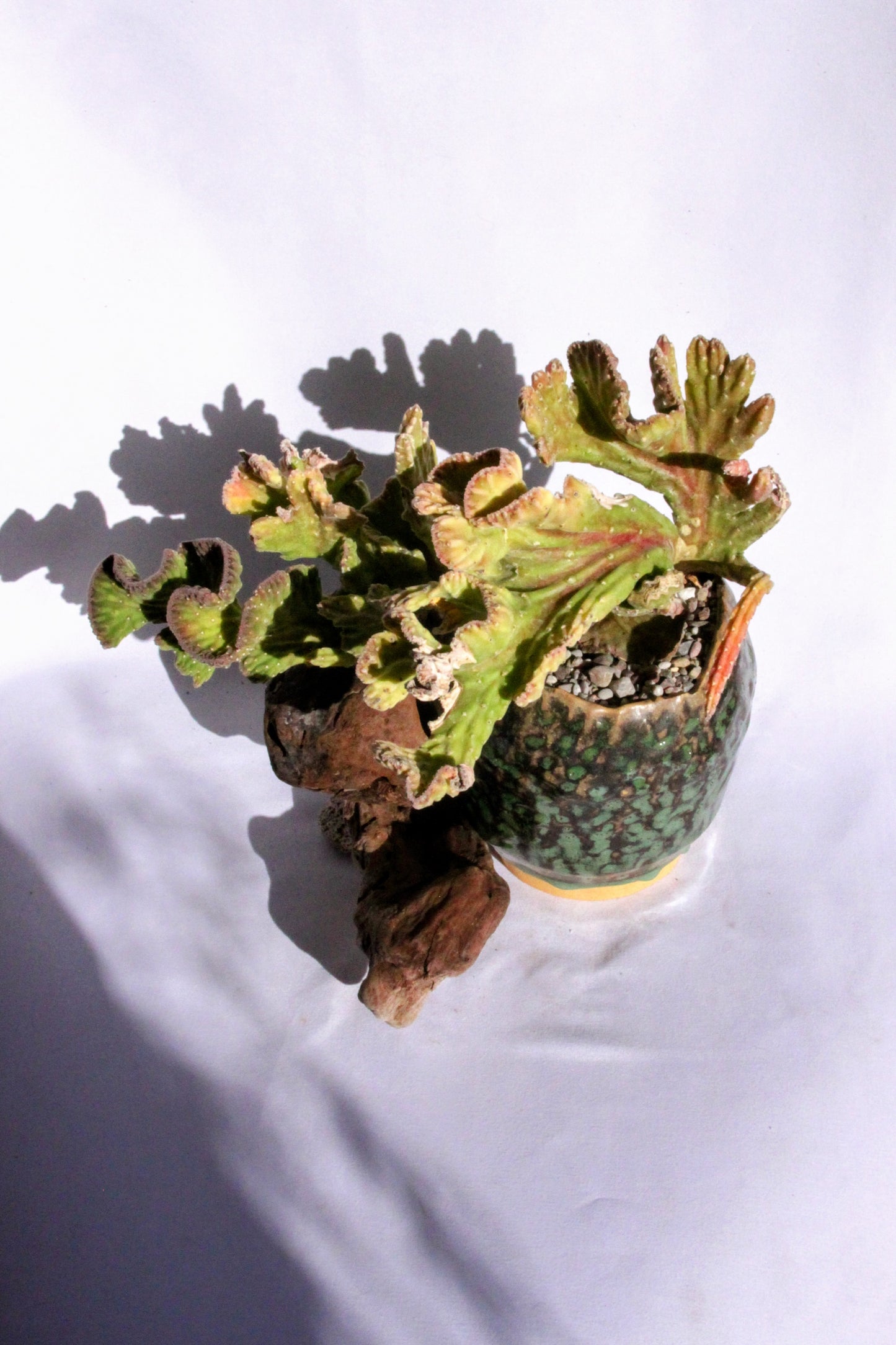 Stapelia Leendertziae Cristata