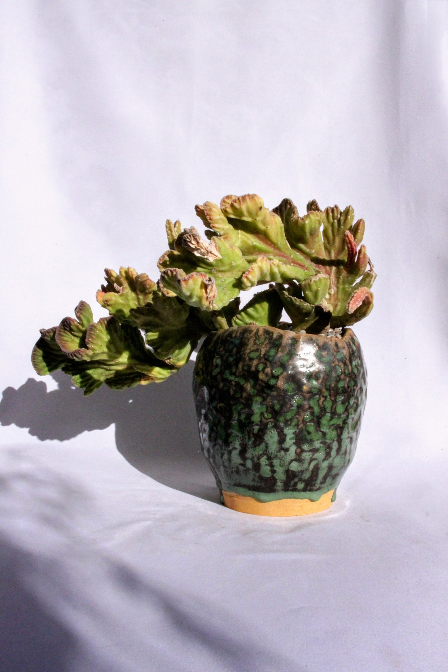 Stapelia Leendertziae Cristata