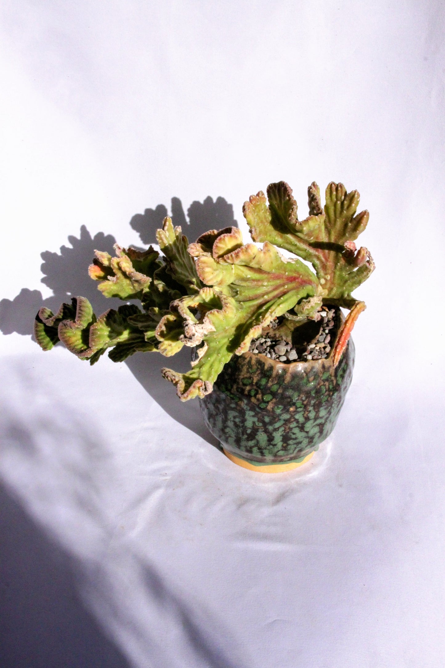 Stapelia Leendertziae Cristata