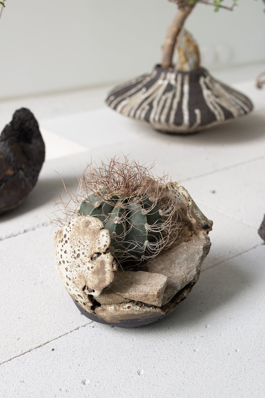 Astrophytum Capricorne