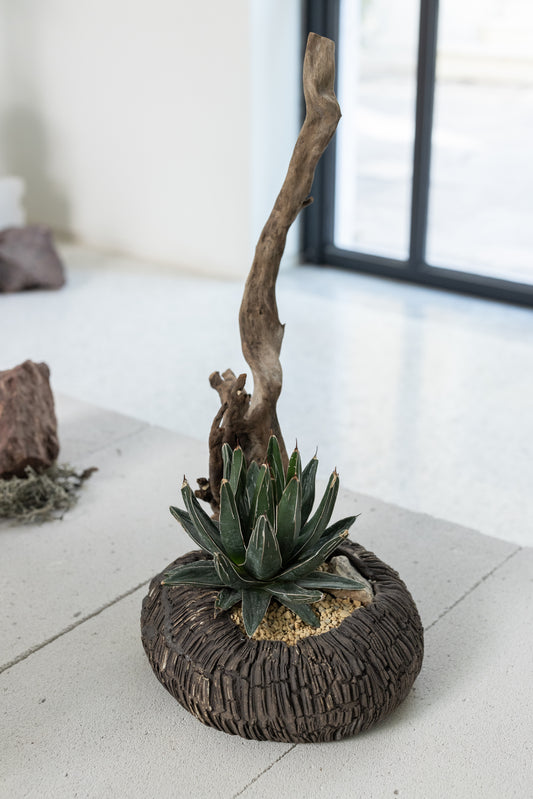 Agave Victoriae-Reginae