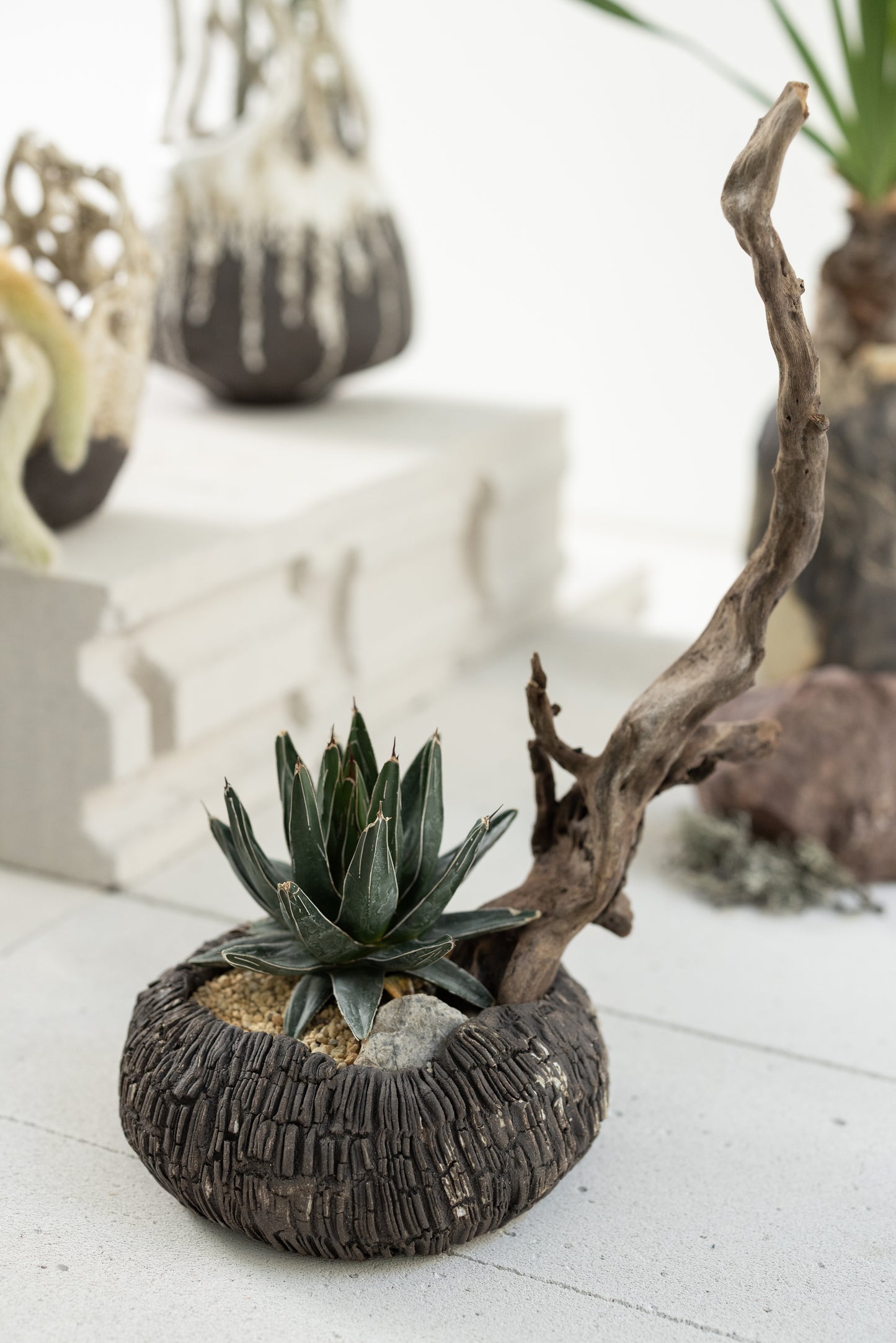 Agave Victoriae-Reginae