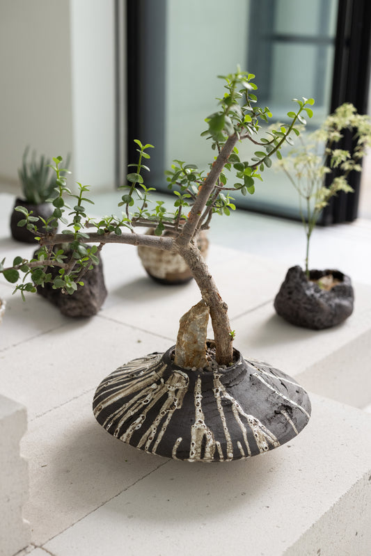 Portulacaria Afra Bonsai