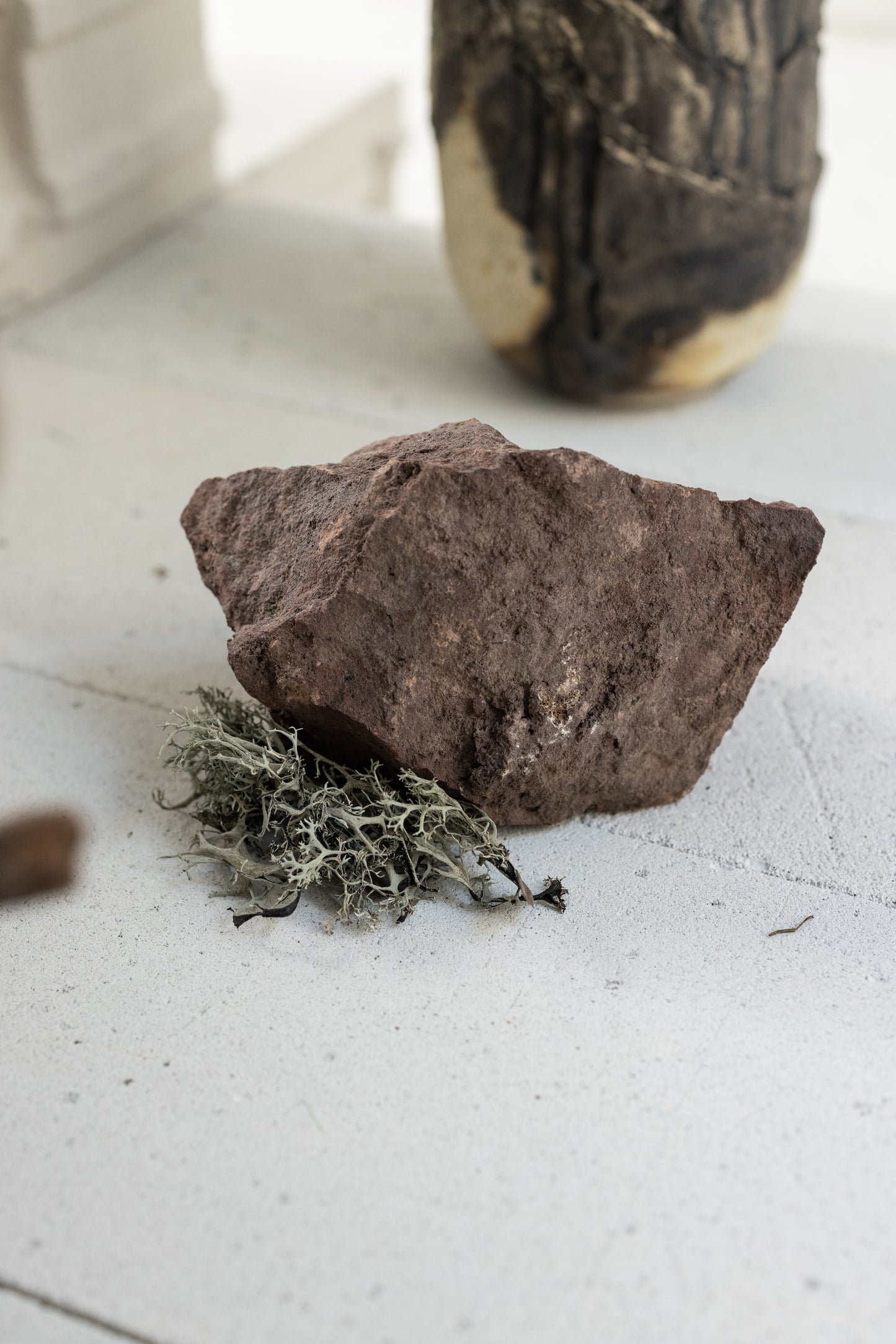 Astrophytum Ornatum cv. Hukuryu Hannya