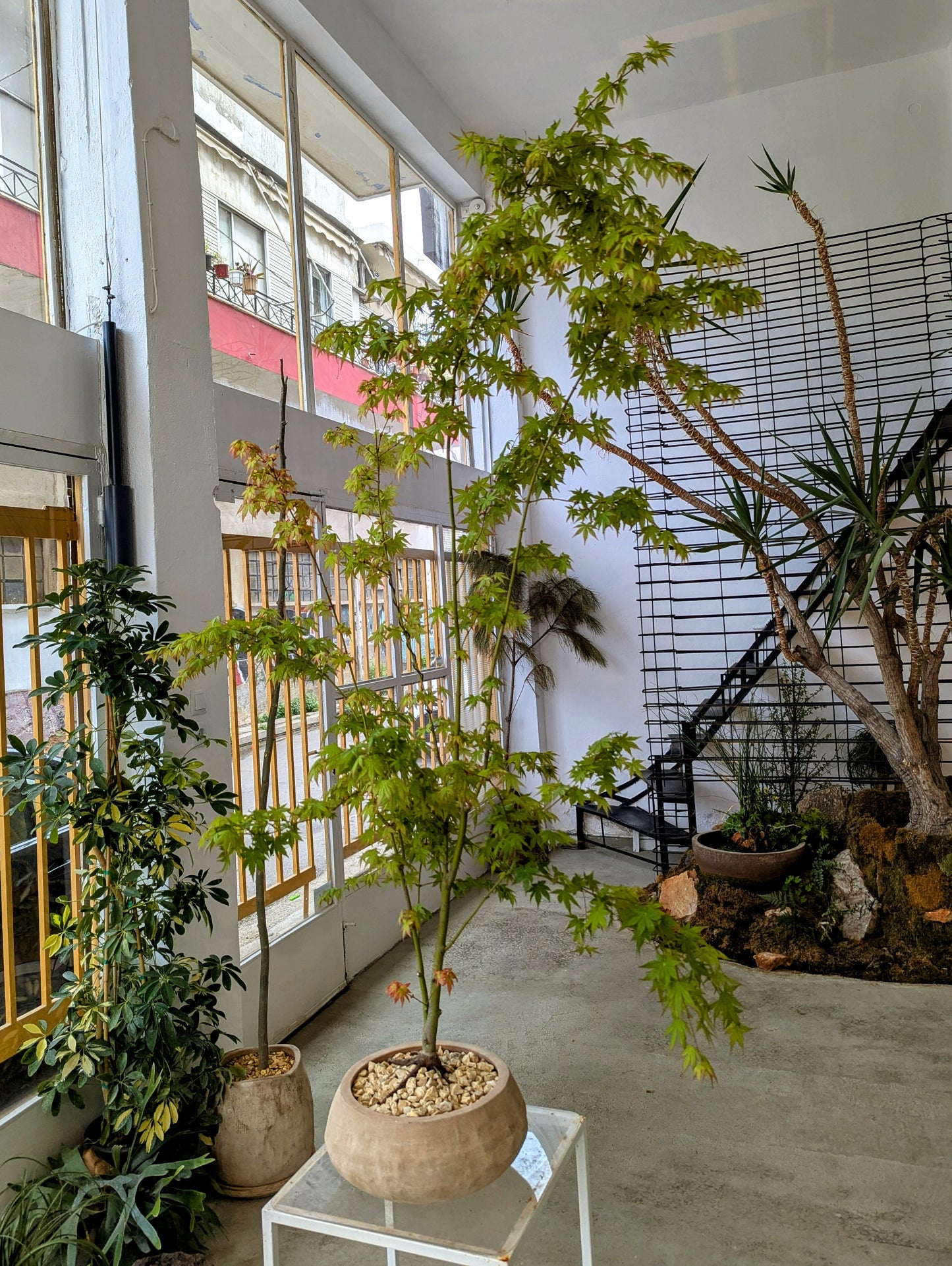 Japanese Maple Tree in Sand Ceramic – Styled by Neraw