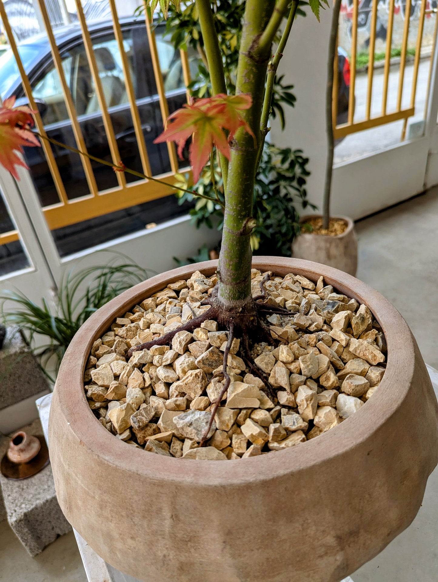 Japanese Maple Tree in Sand Ceramic – Styled by Neraw
