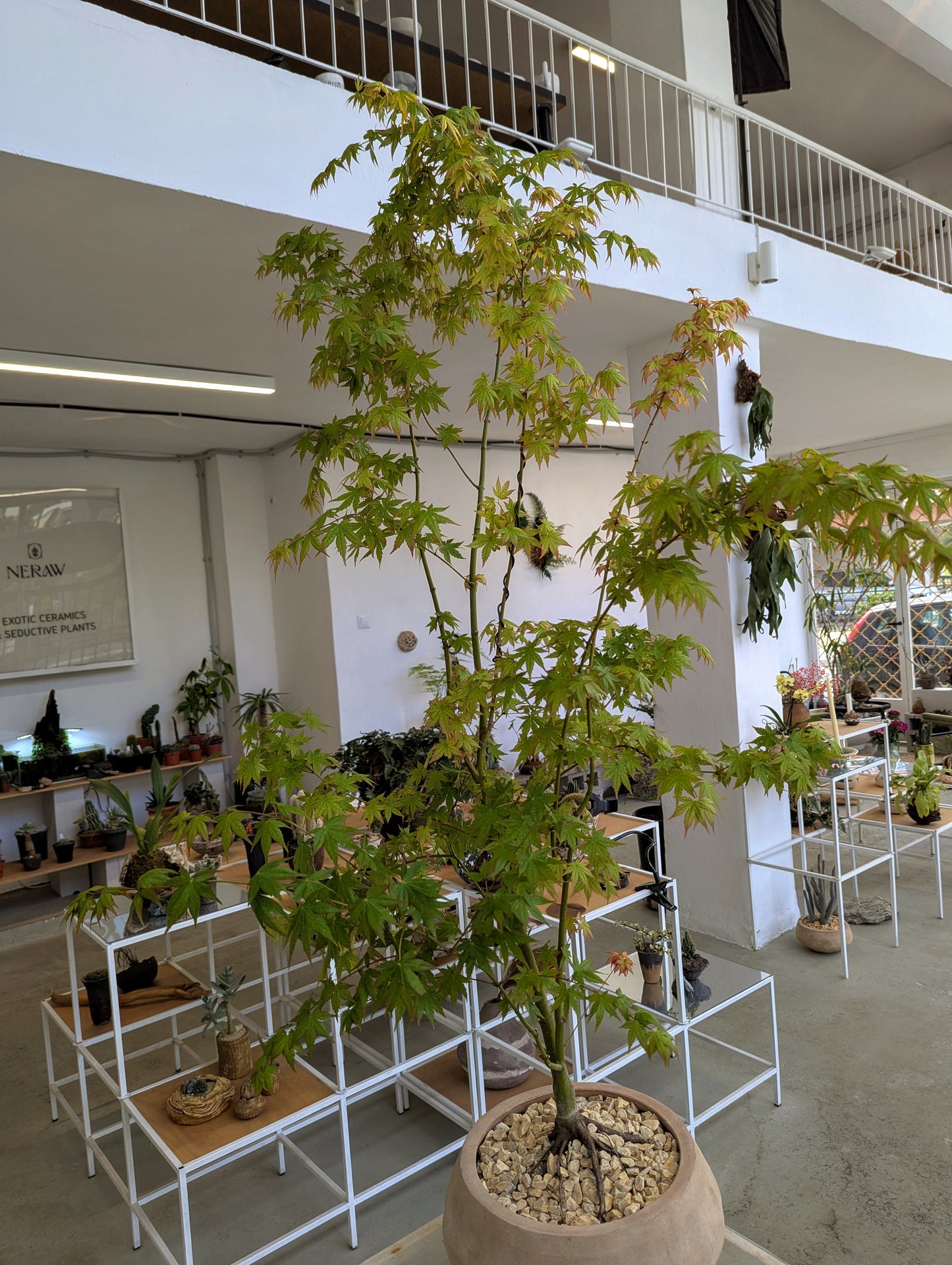 Japanese Maple Tree in Sand Ceramic – Styled by Neraw