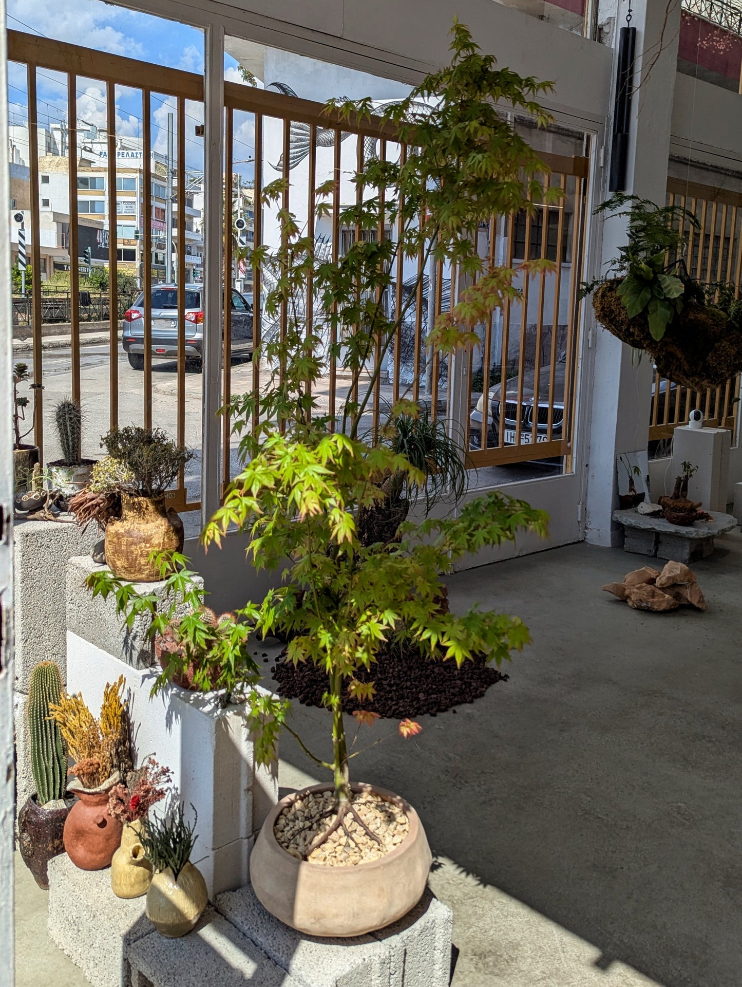 Japanese Maple Tree in Sand Ceramic – Styled by Neraw