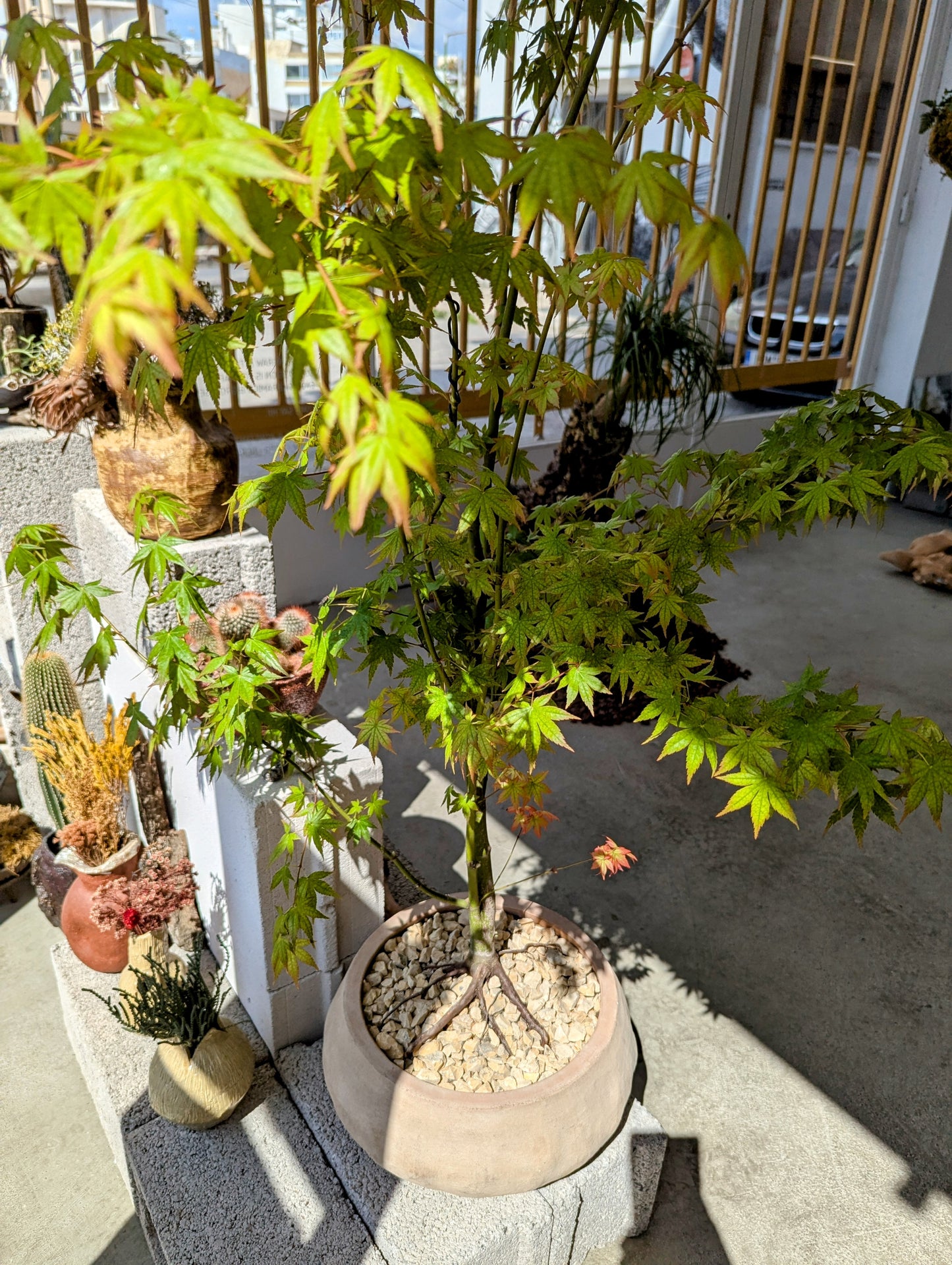 Japanese Maple Tree in Sand Ceramic – Styled by Neraw