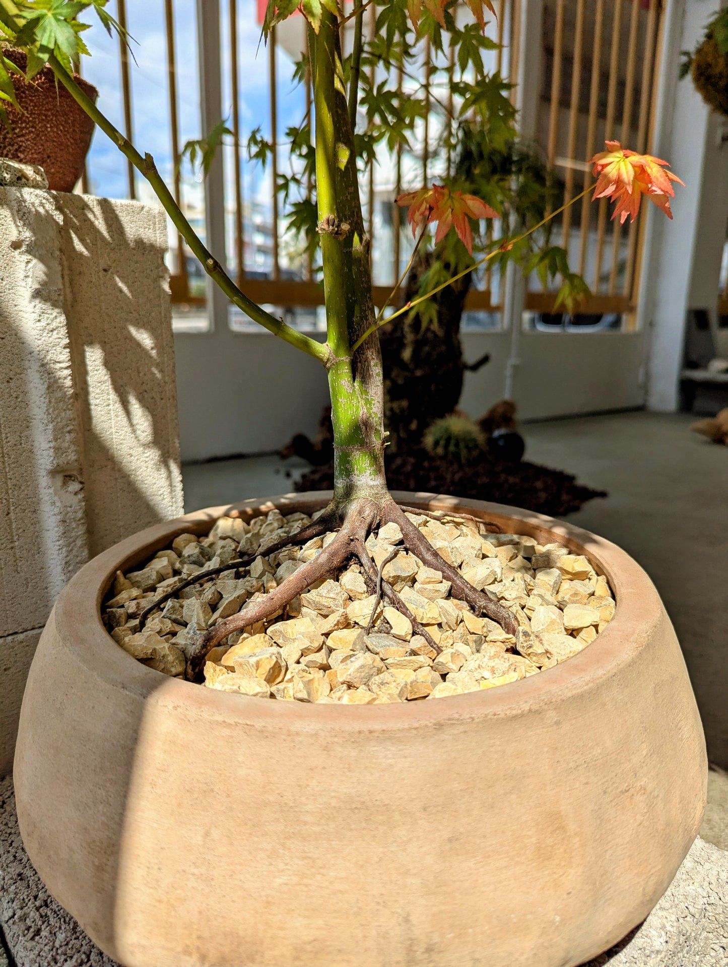 Japanese Maple Tree in Sand Ceramic – Styled by Neraw