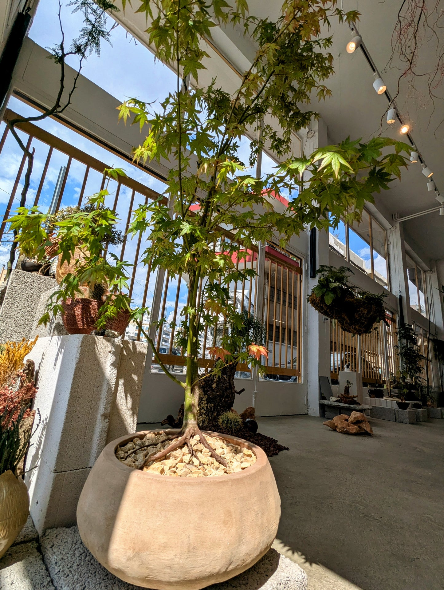 Japanese Maple Tree in Sand Ceramic – Styled by Neraw