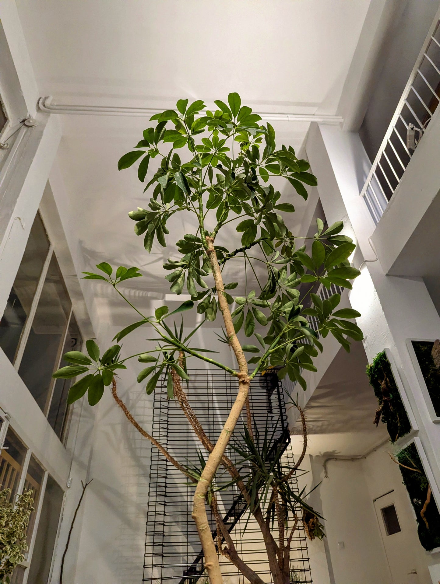 Schefflera Tree in Sand Ceramic – Styled by Neraw