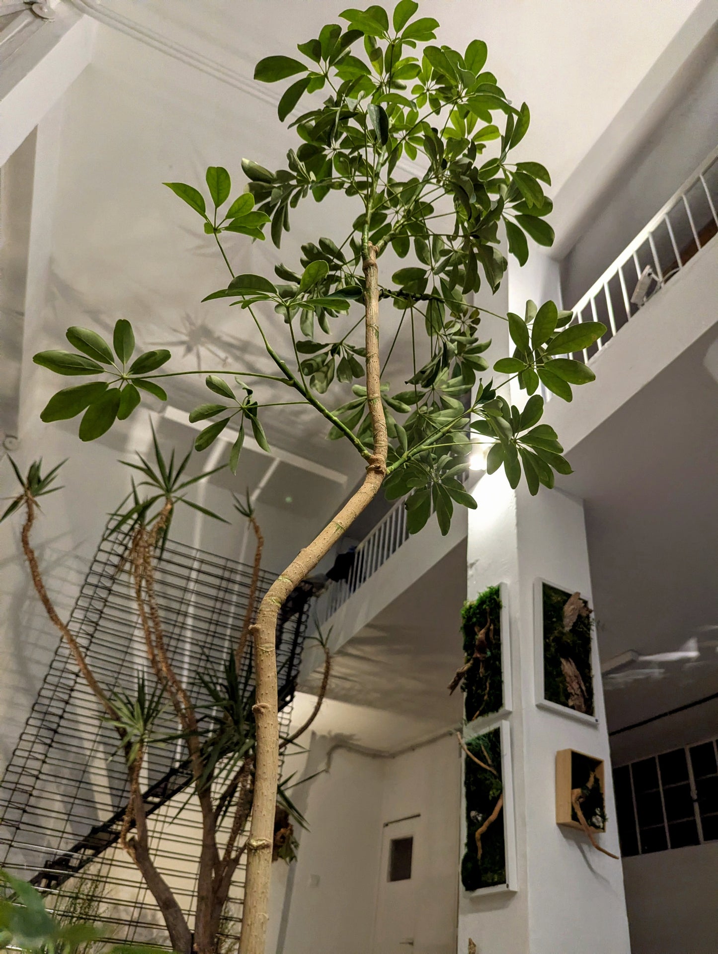 Schefflera Tree in Sand Ceramic – Styled by Neraw