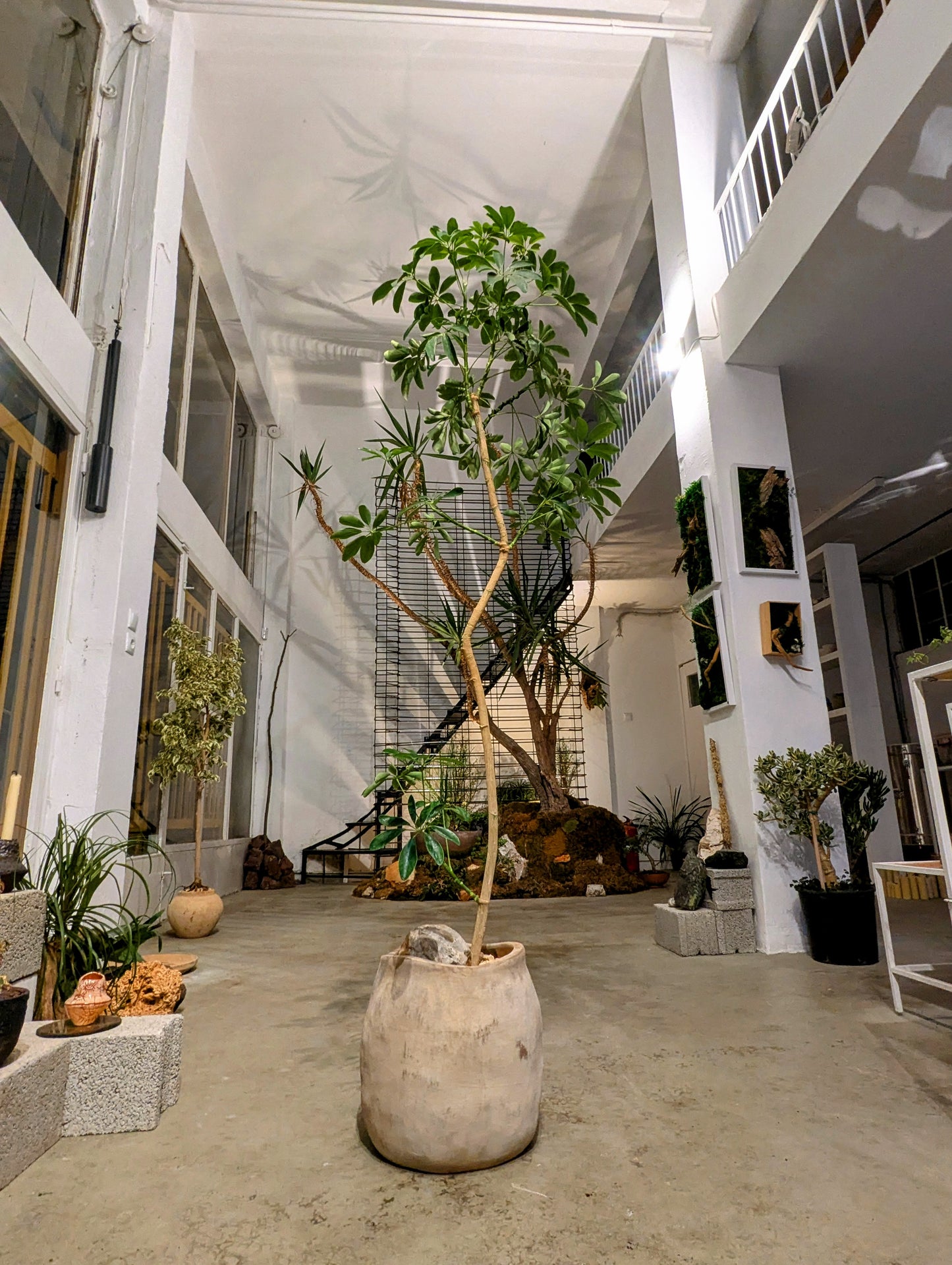 Schefflera Tree in Sand Ceramic – Styled by Neraw