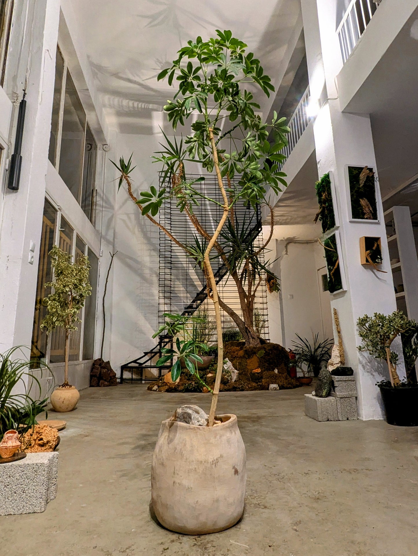 Schefflera Tree in Sand Ceramic – Styled by Neraw