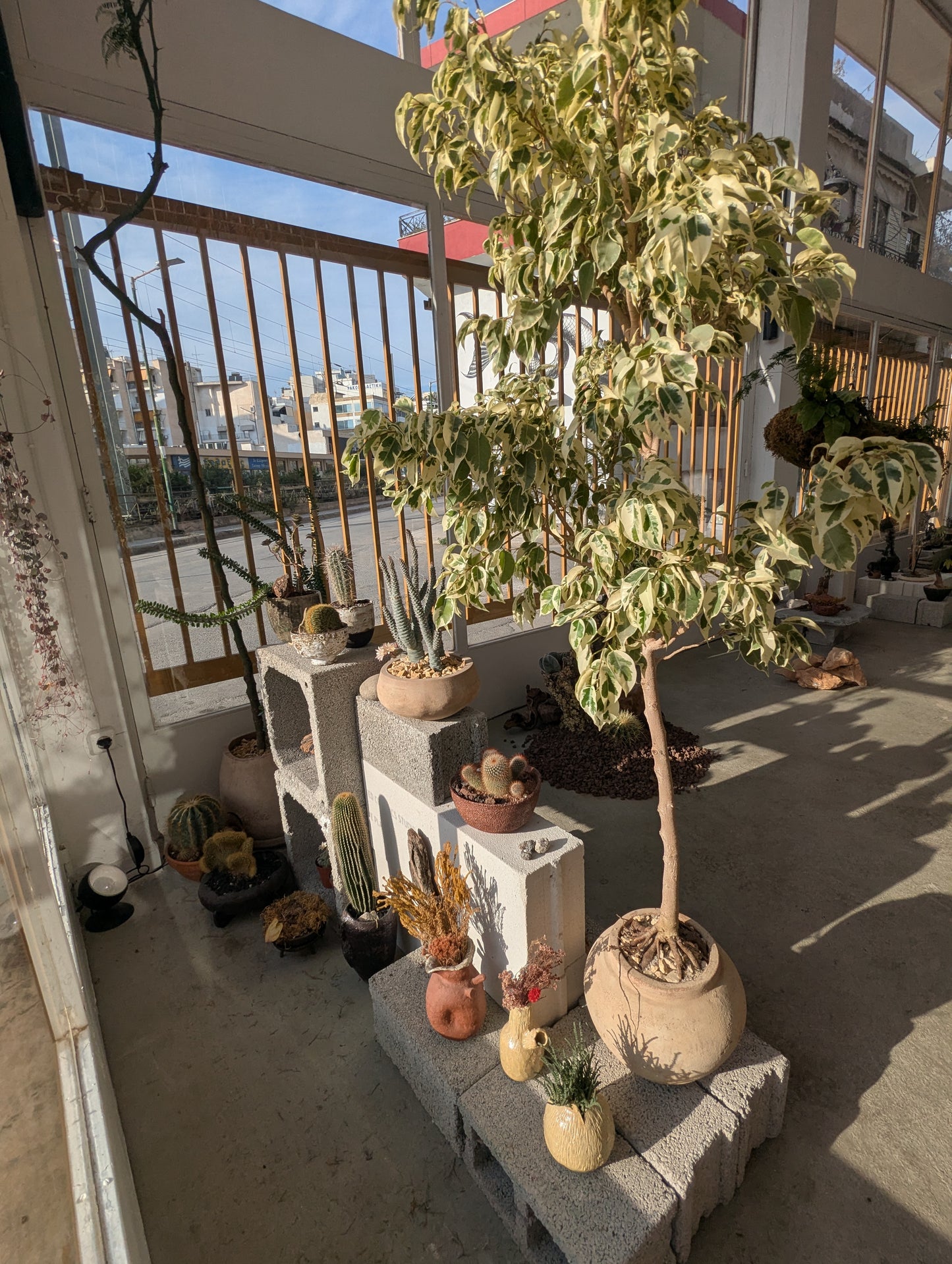 Variegated Ficus Tree in Sand Ceramic – Styled by Neraw