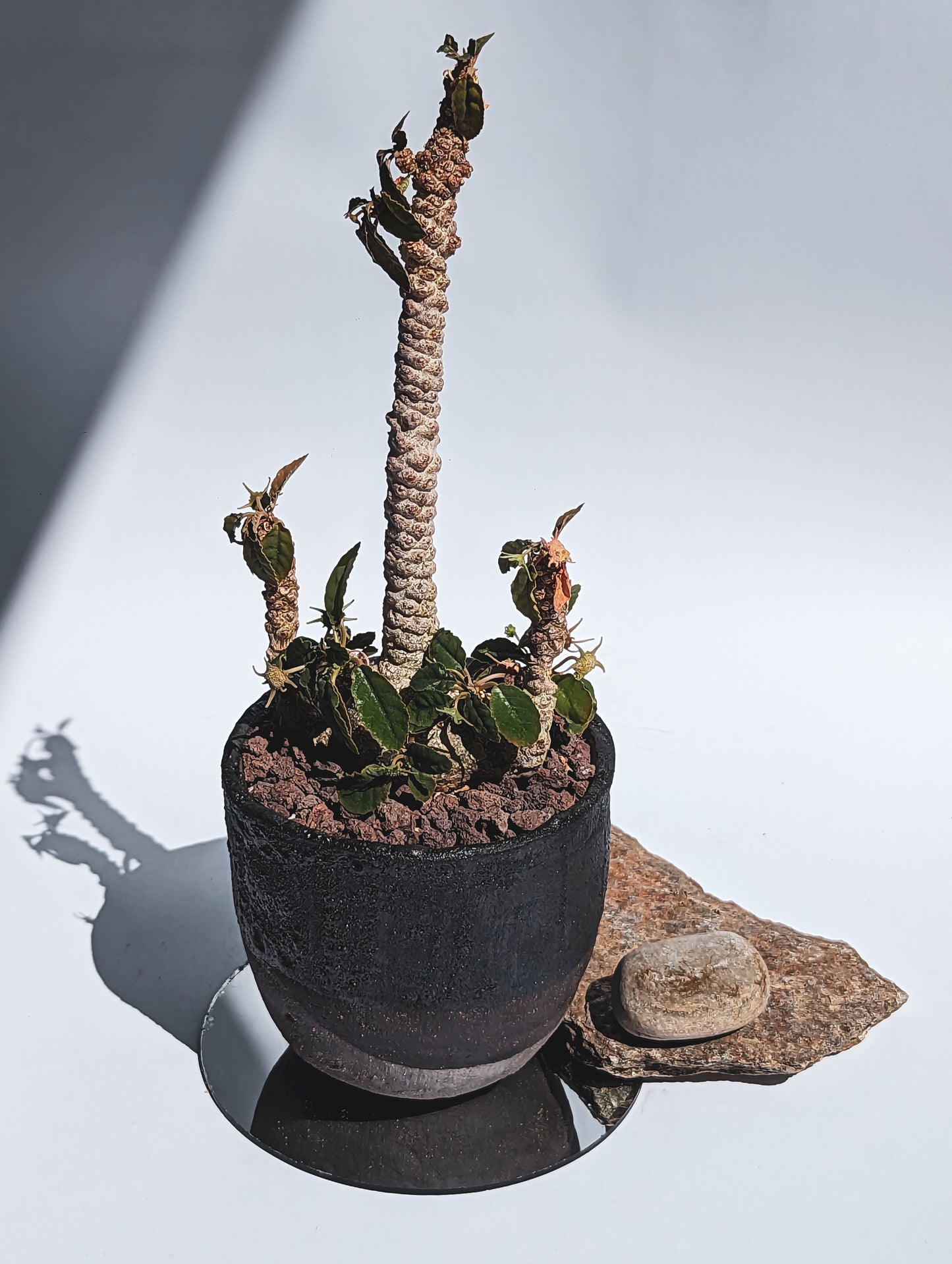 Dorstenia Foetida