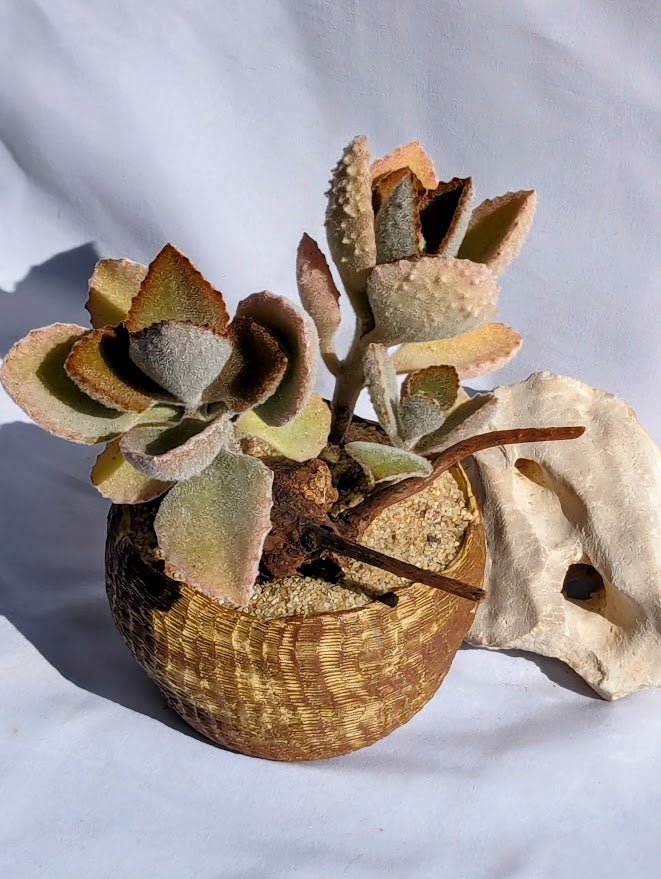 Kalanchoe Tomentosa 'Teddy Bear'