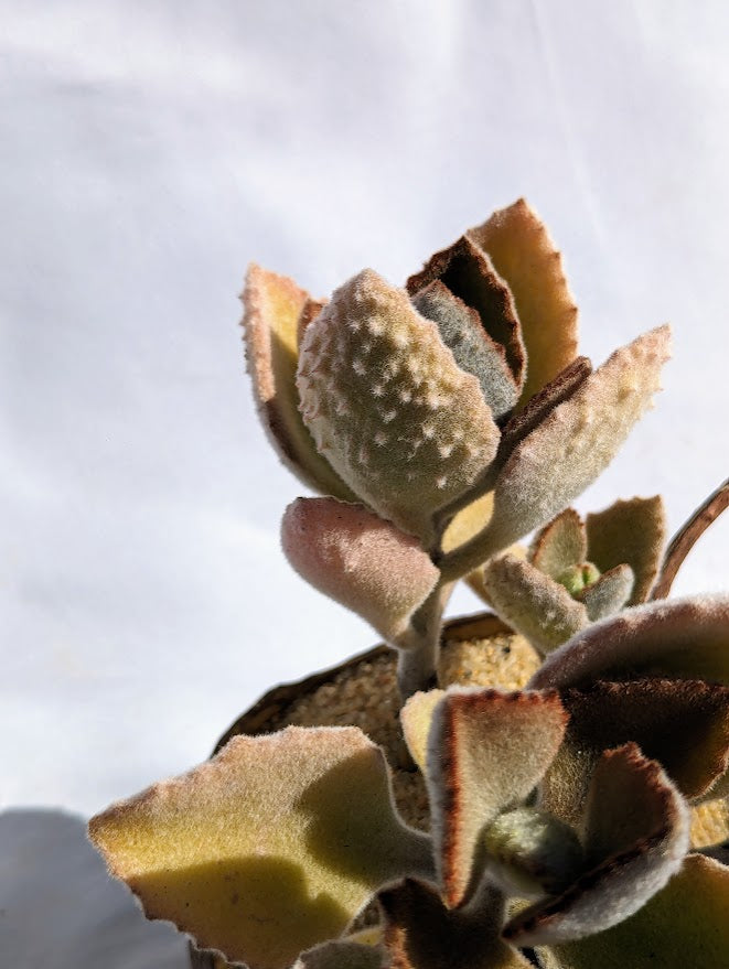 Kalanchoe Tomentosa 'Teddy Bear'