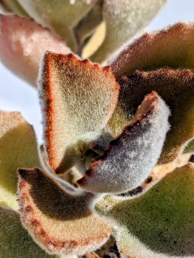 Kalanchoe Tomentosa 'Teddy Bear'