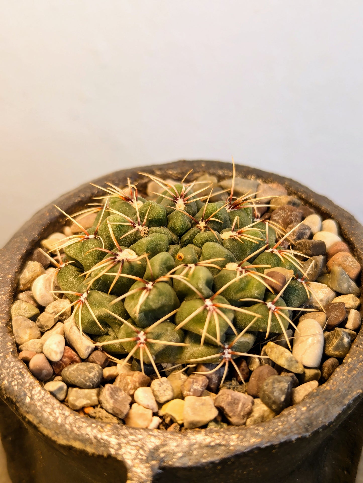 Gymnocalycium Stellatum