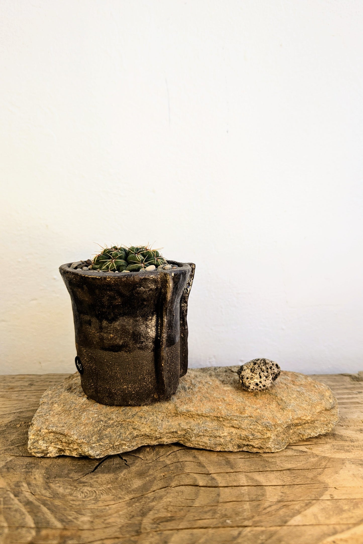 Gymnocalycium Stellatum