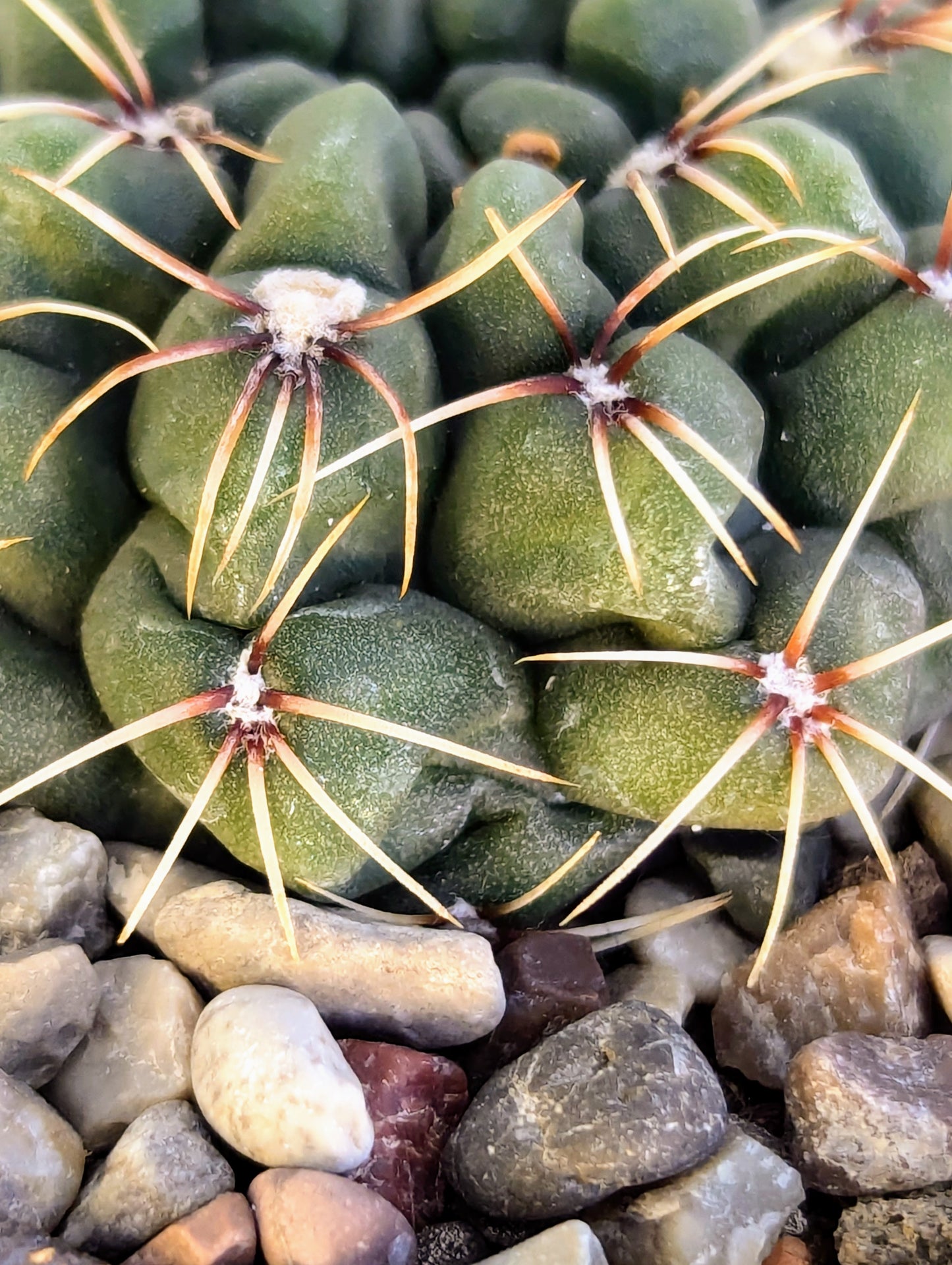 Gymnocalycium Stellatum