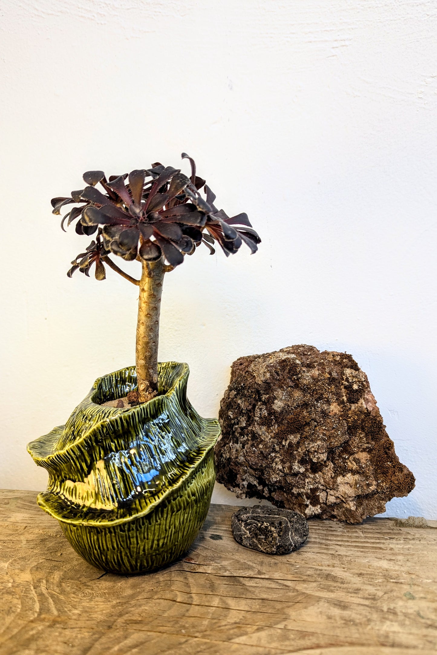 Aeonium Arboreum