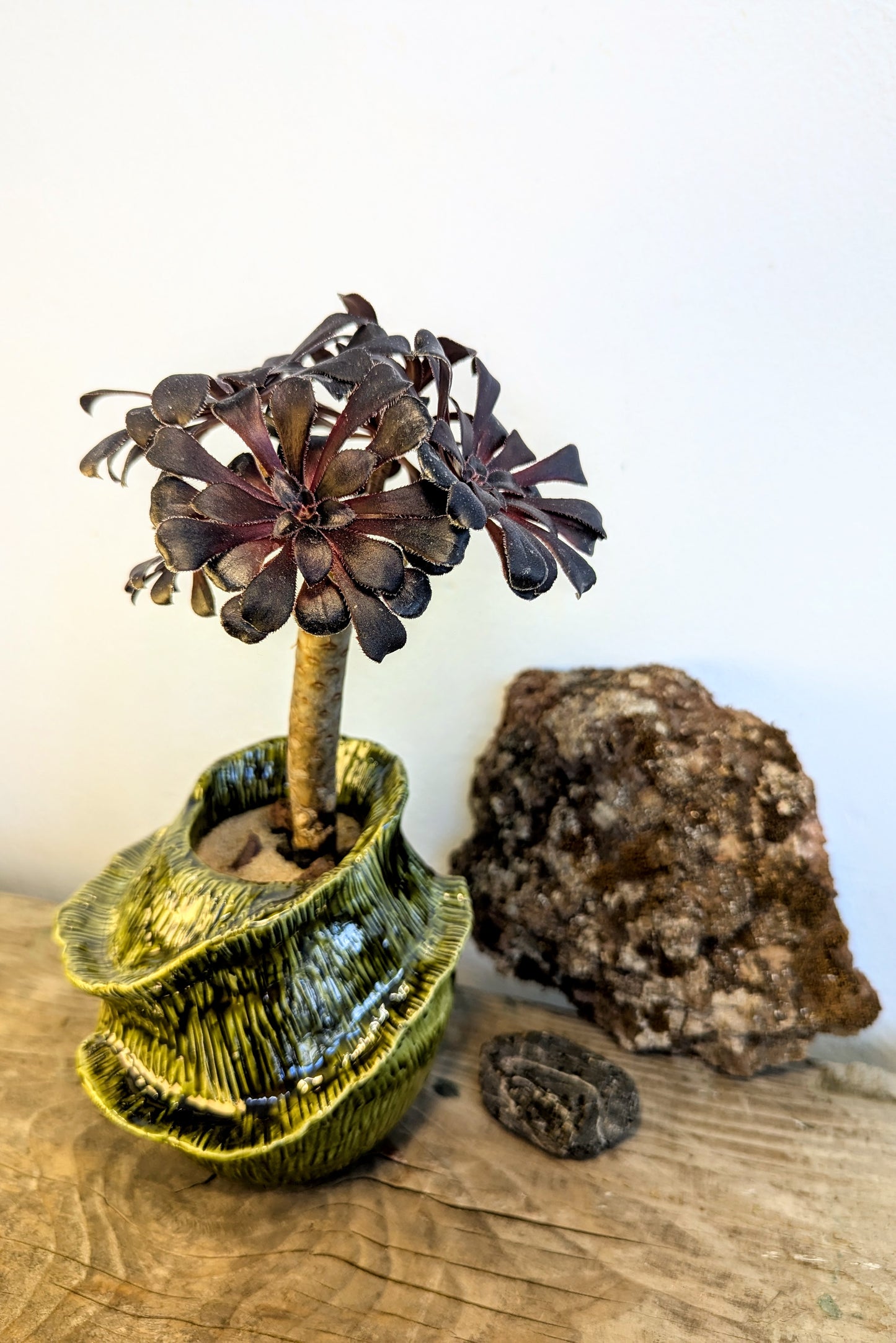 Aeonium Arboreum