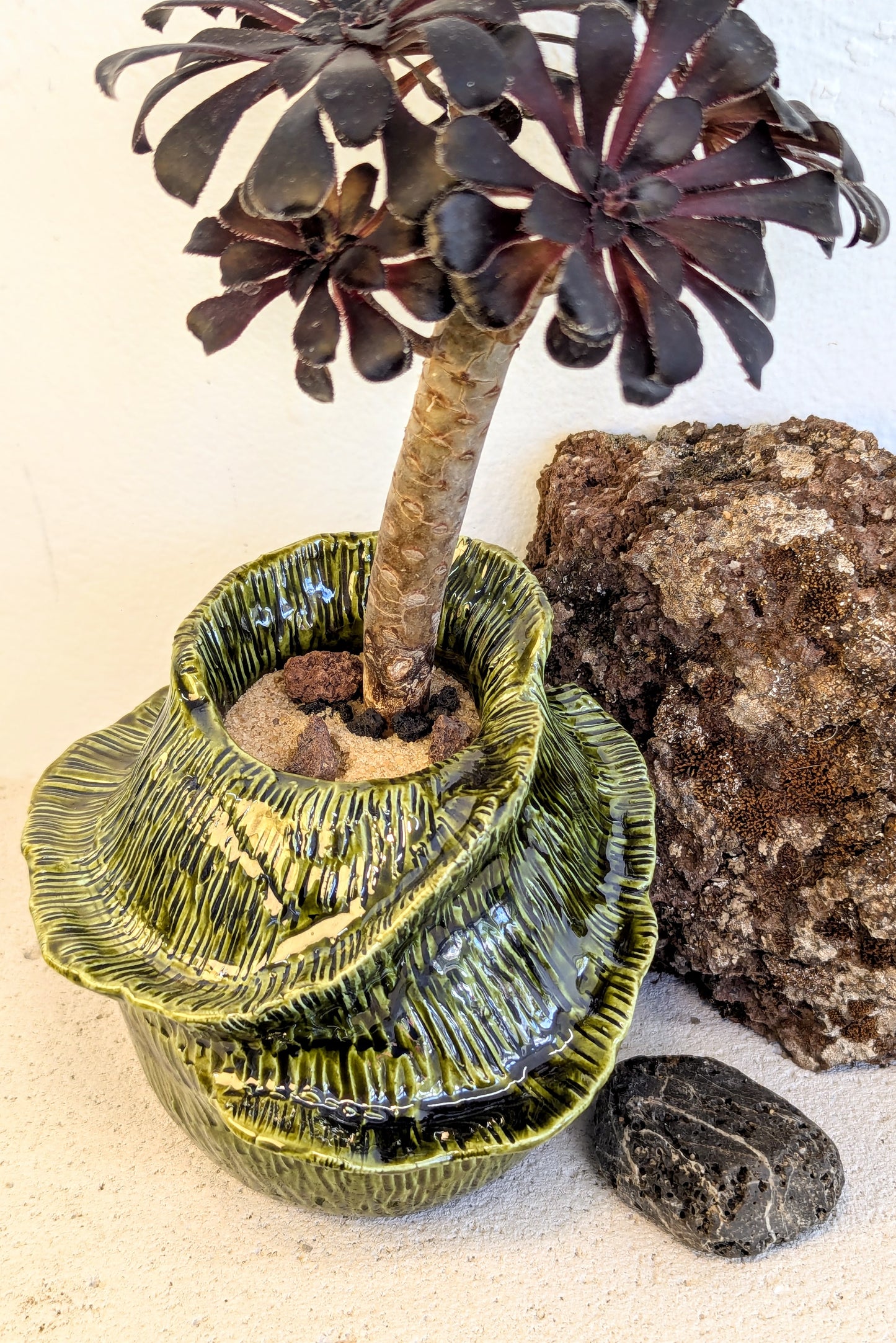 Aeonium Arboreum