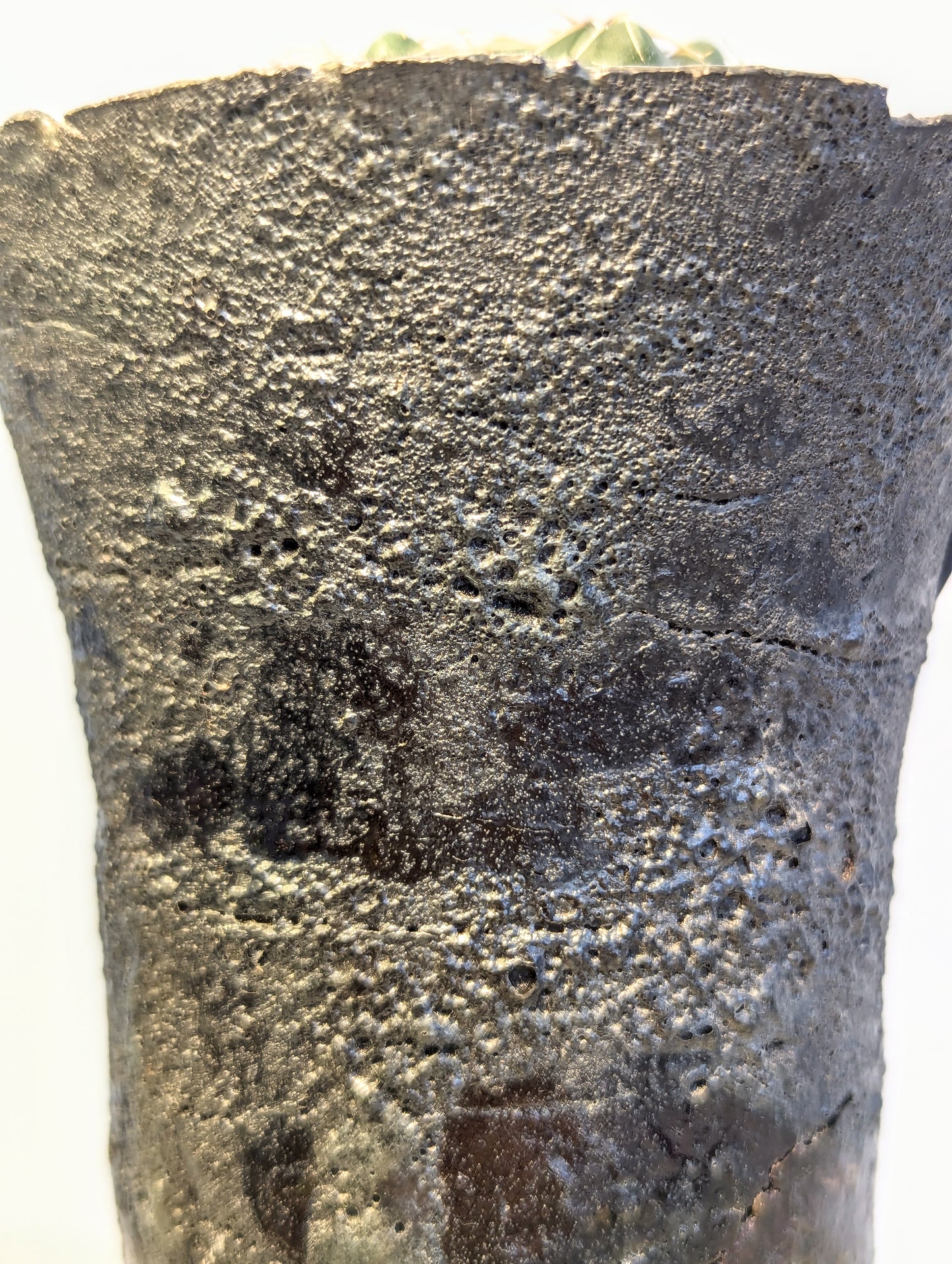 Gymnocalycium Stellatum