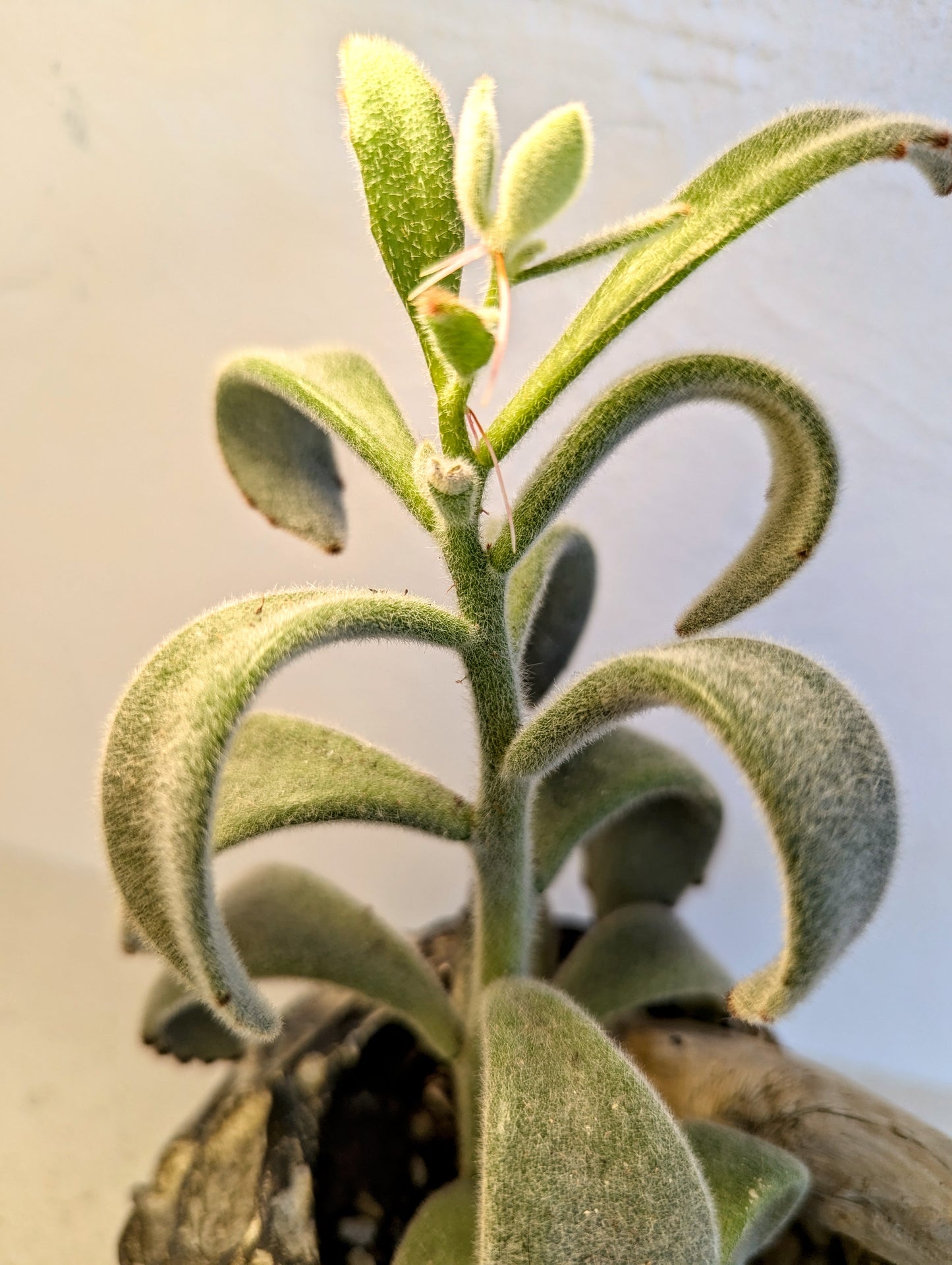 Kalanchoe Tomentosa Baker with Wood