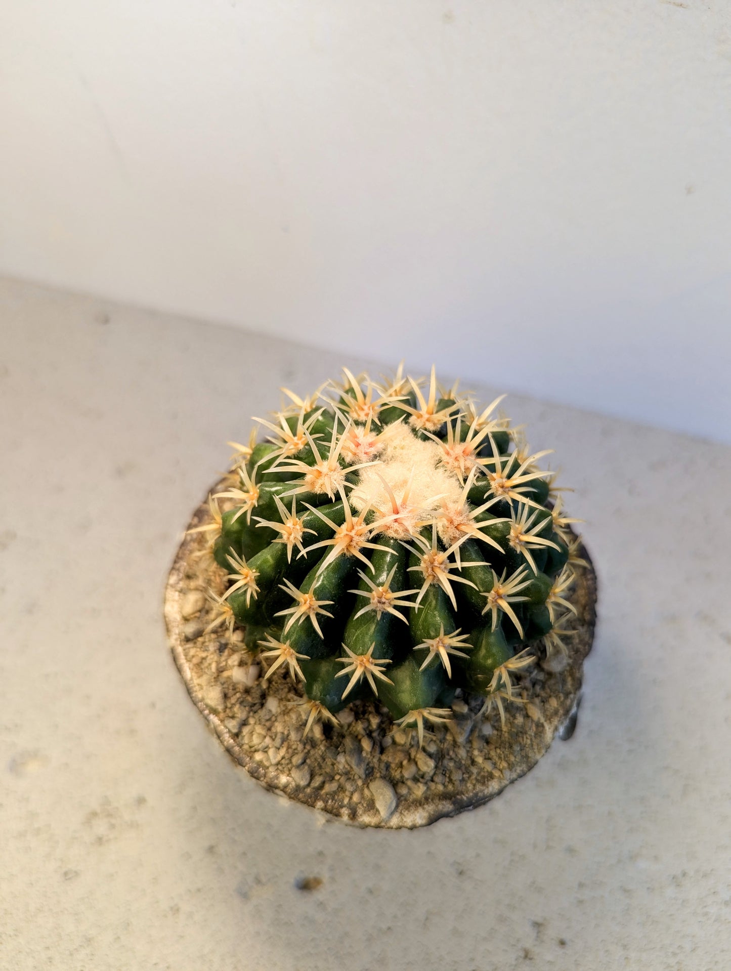 Echinocactus Grusonii Brevispinus