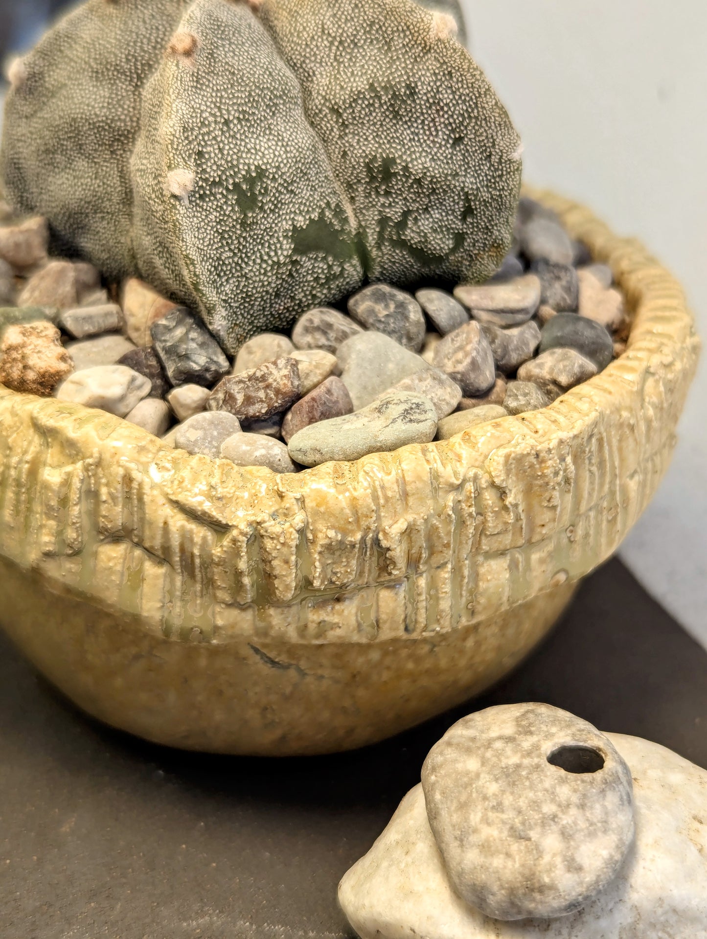 Astrophytum Myriostigma