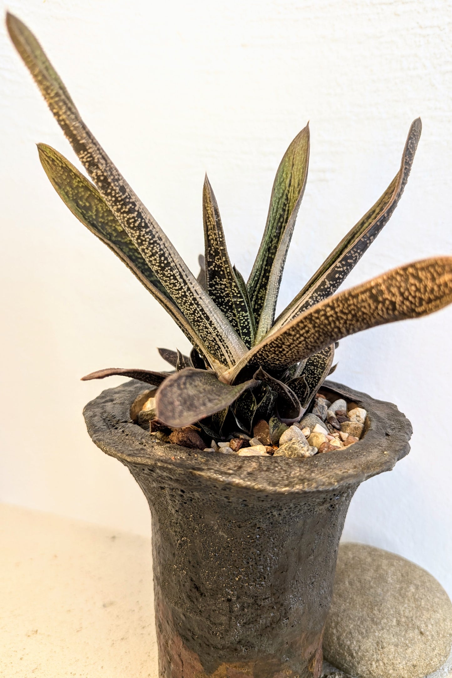 Gasteria Little Warty